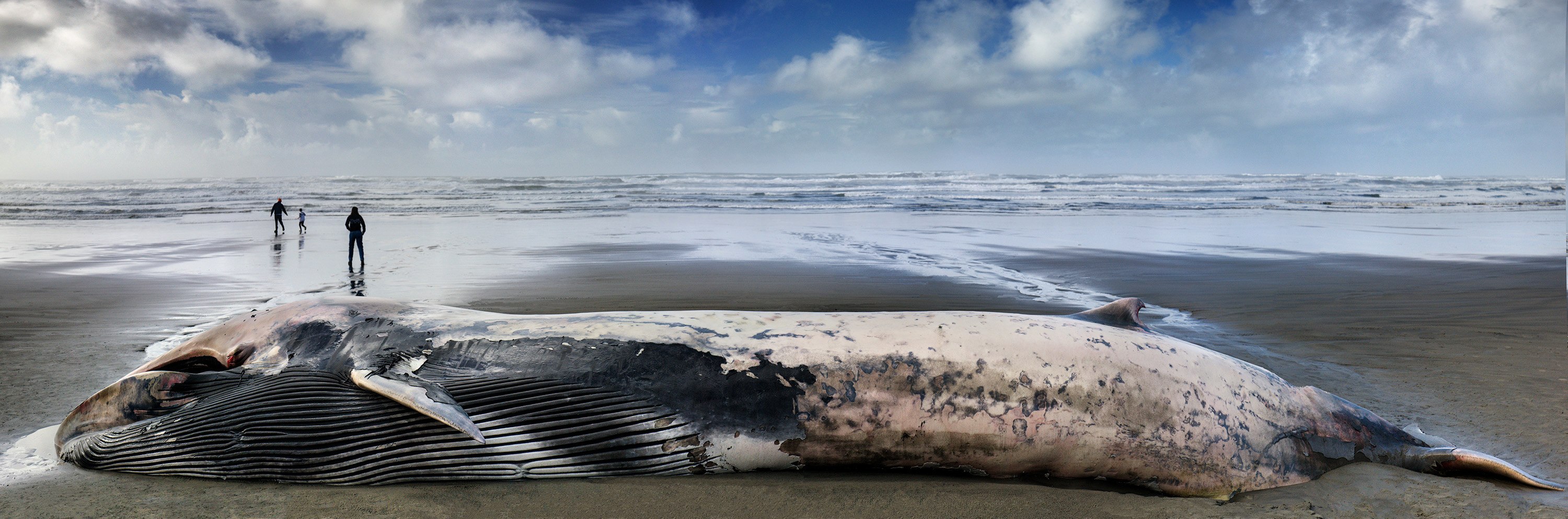 150. Beached Fin Whale, Sunset Beach, Oregon 4.2.2026B.jpg