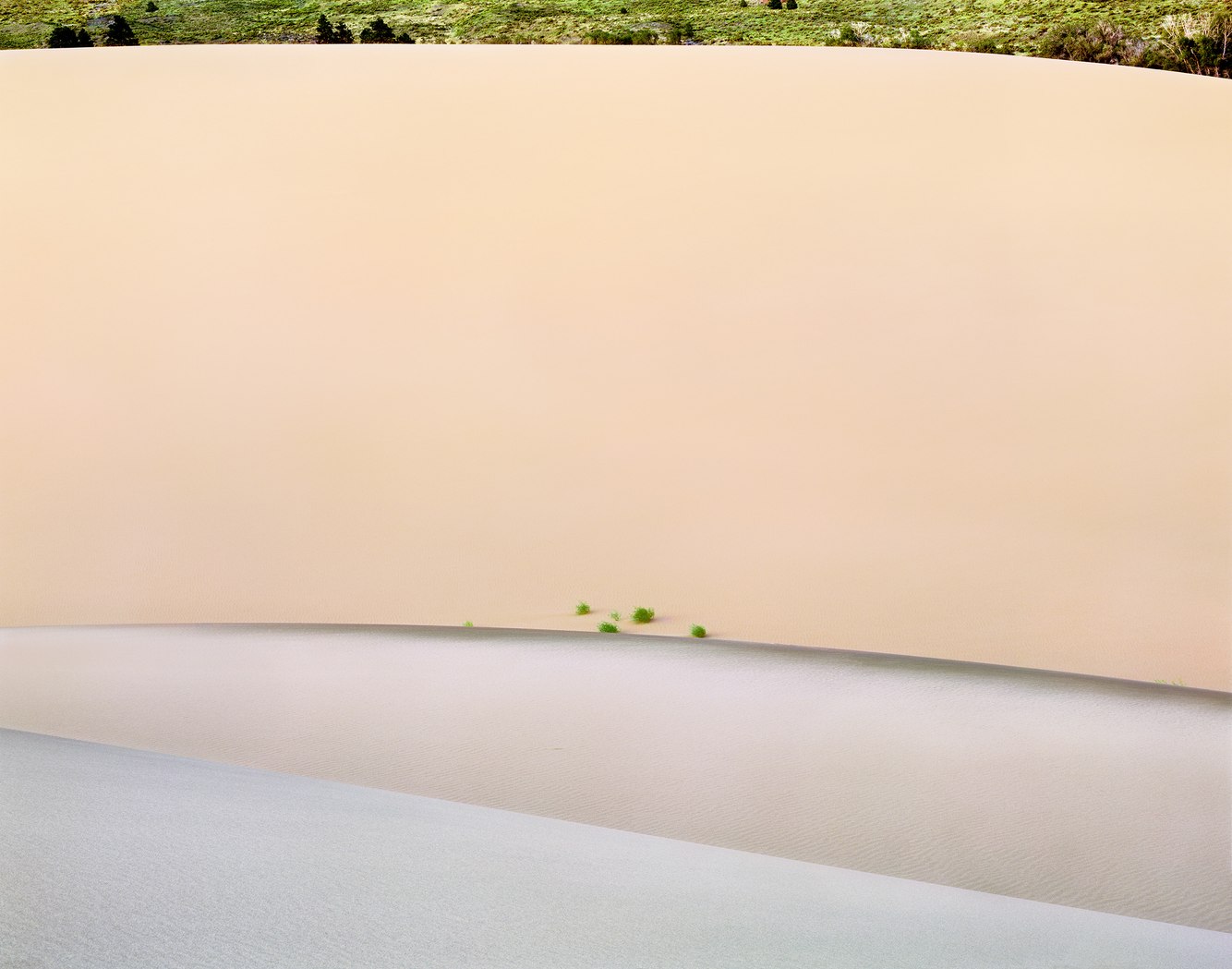 175. Scurfpea, Great Sand Dunes, San Luis Valley, Colorado 9.2.2026.jpg
