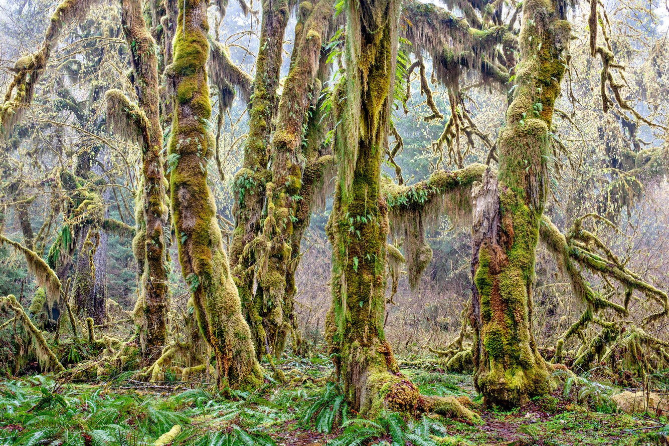 40. Hall of Mosses, Hoh Rainforest, Olympic Peninsula, Washington DSC_8684,  2.28.2024.jpg