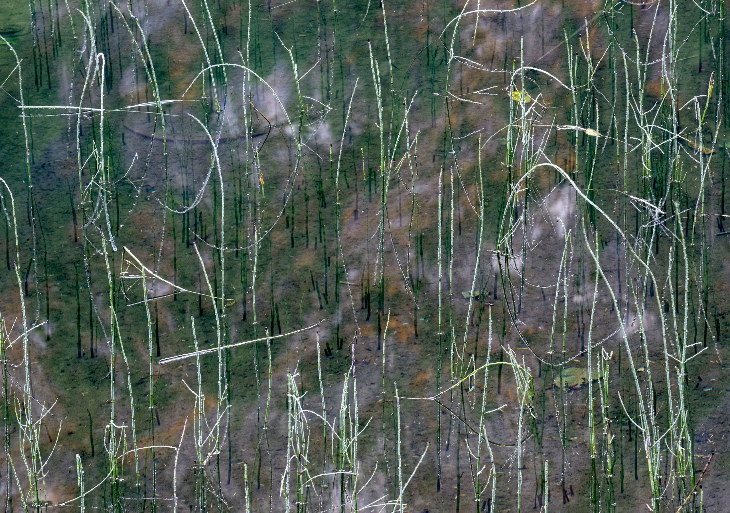Reeds, Heather Lake, near Verlot, Washington