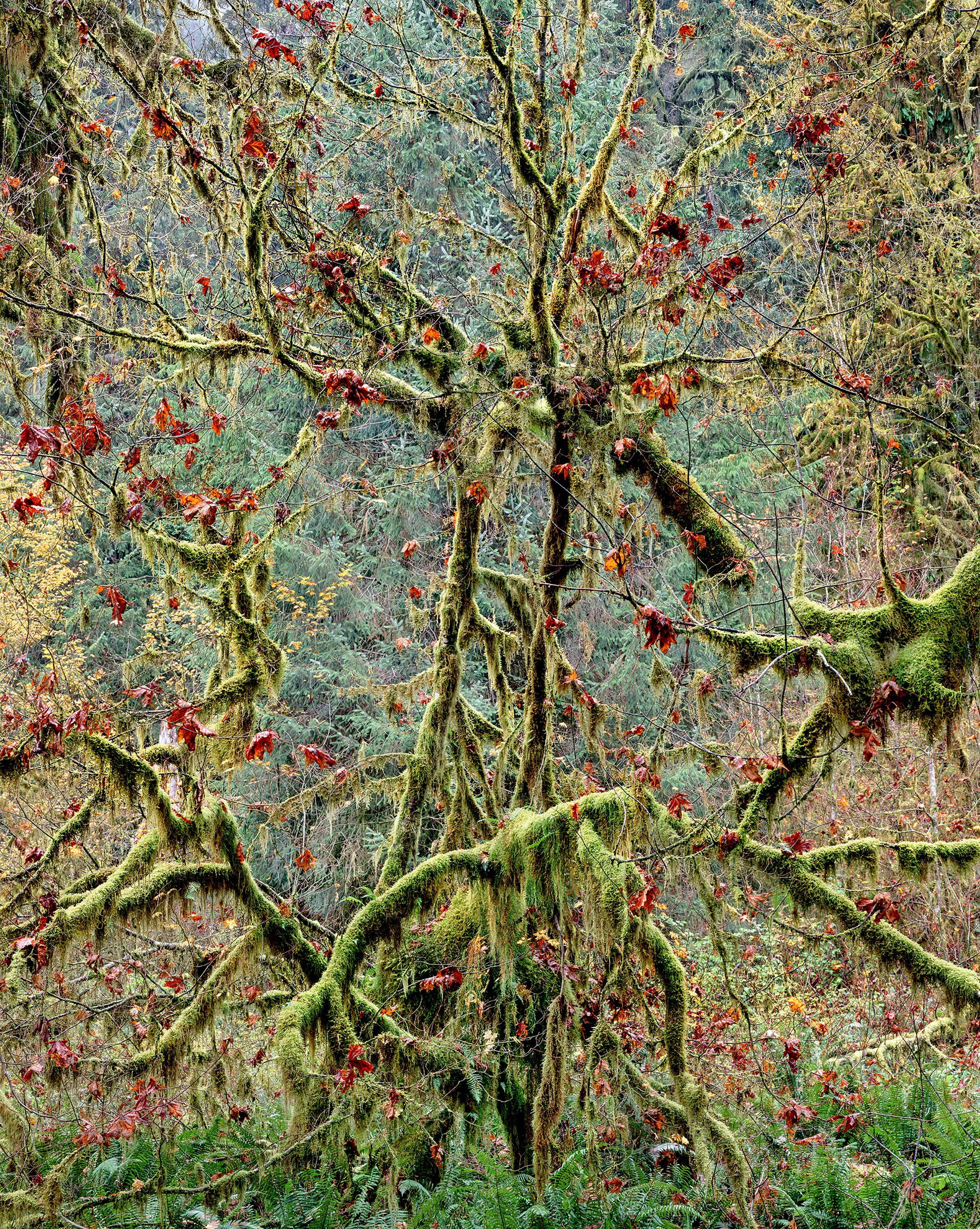 Dying Vine Maple with Hanging Moss, Hoh Rainforest, Washington