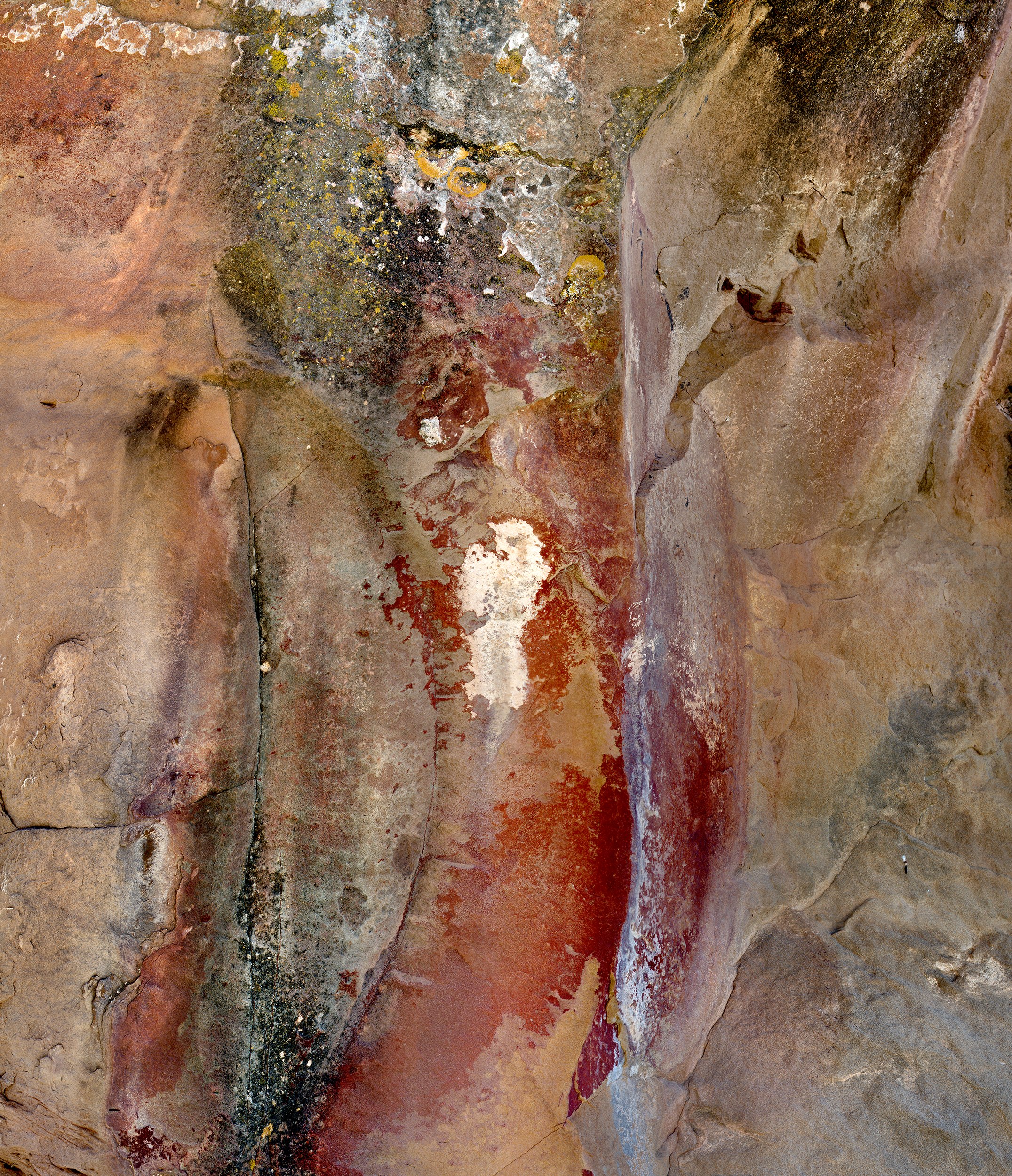 Lichens on Sandstone Boulder near Paonia, Colorado 