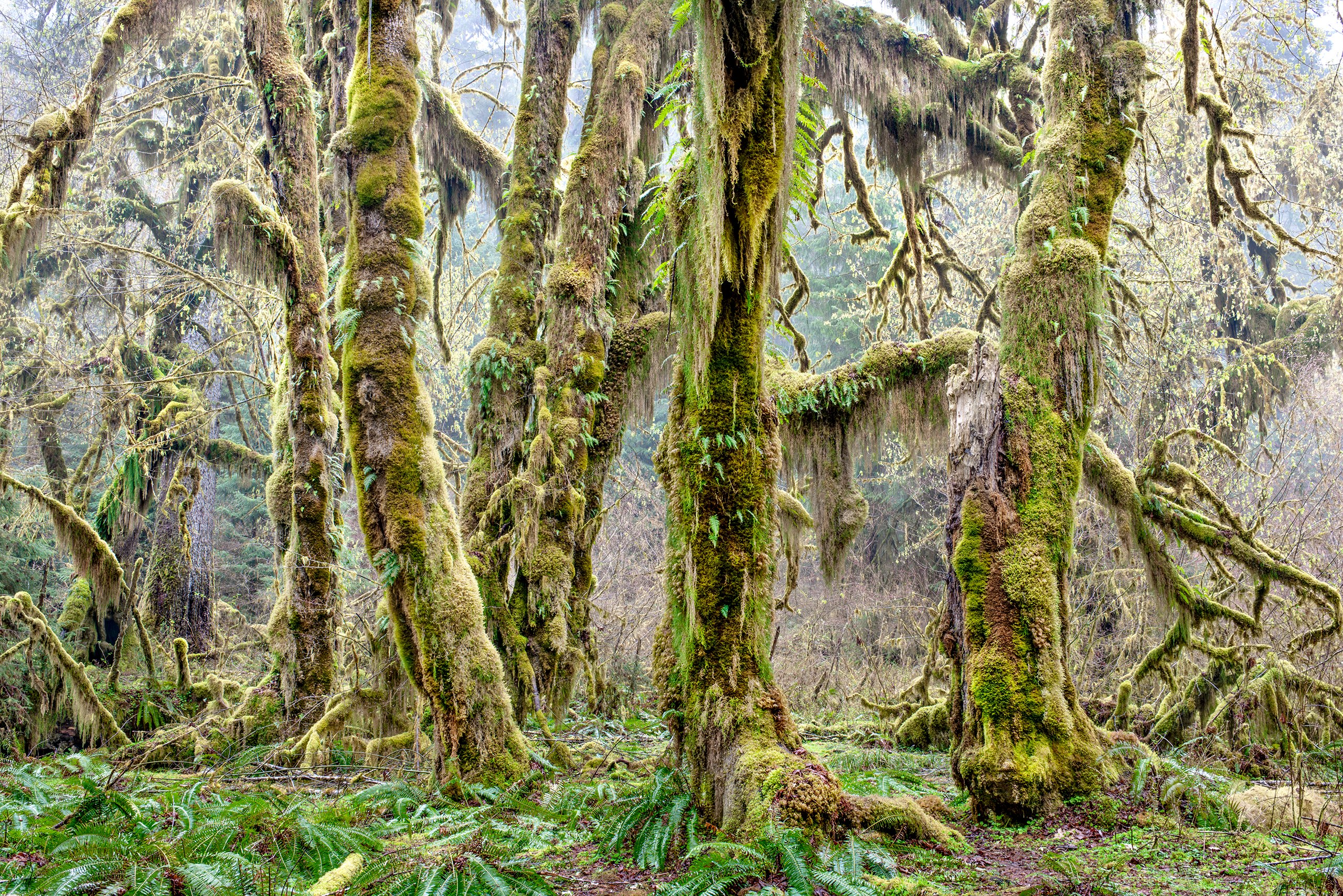 Hall of Mosses, Hoh Rainforest, Olympic Penninsula, Washington 
