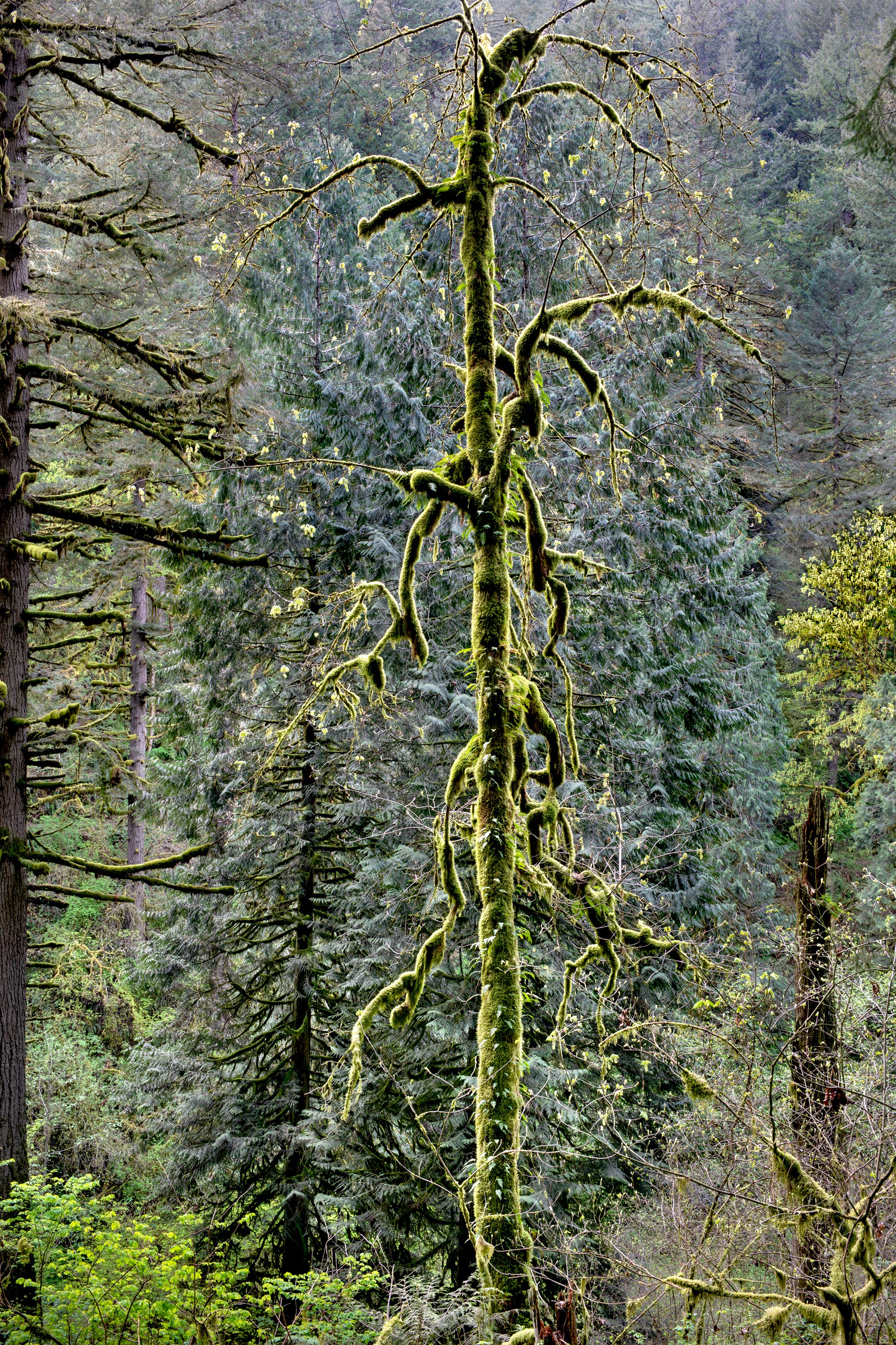 Moss-Covered Maple, Columbia River Gorge, Oregon 