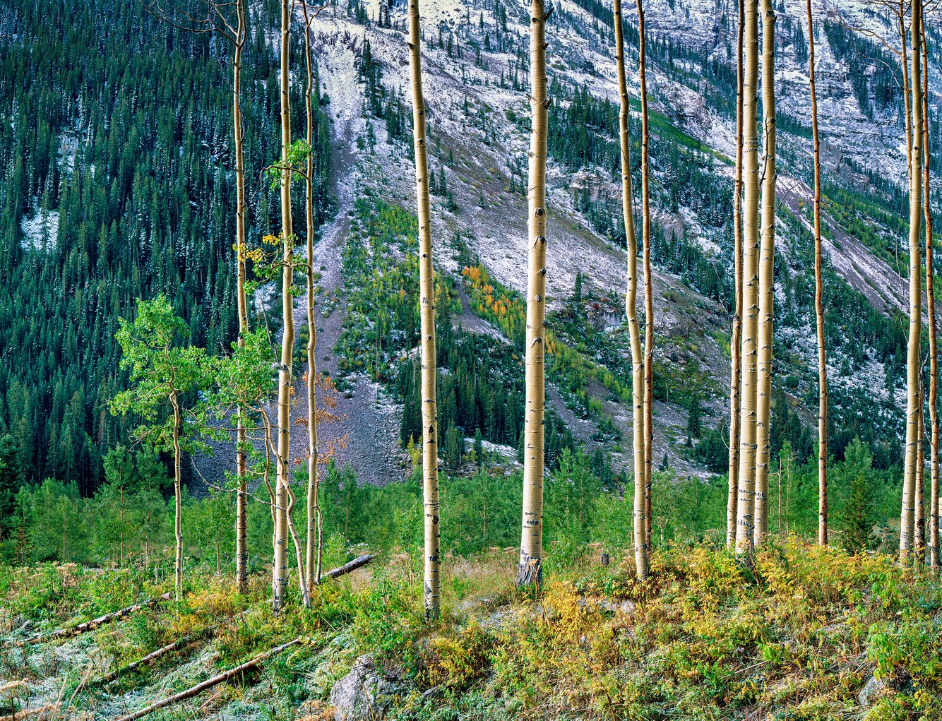 74. Aspens, Maroon Lake, near Aspen, Colorado 10.4.2024.jpg