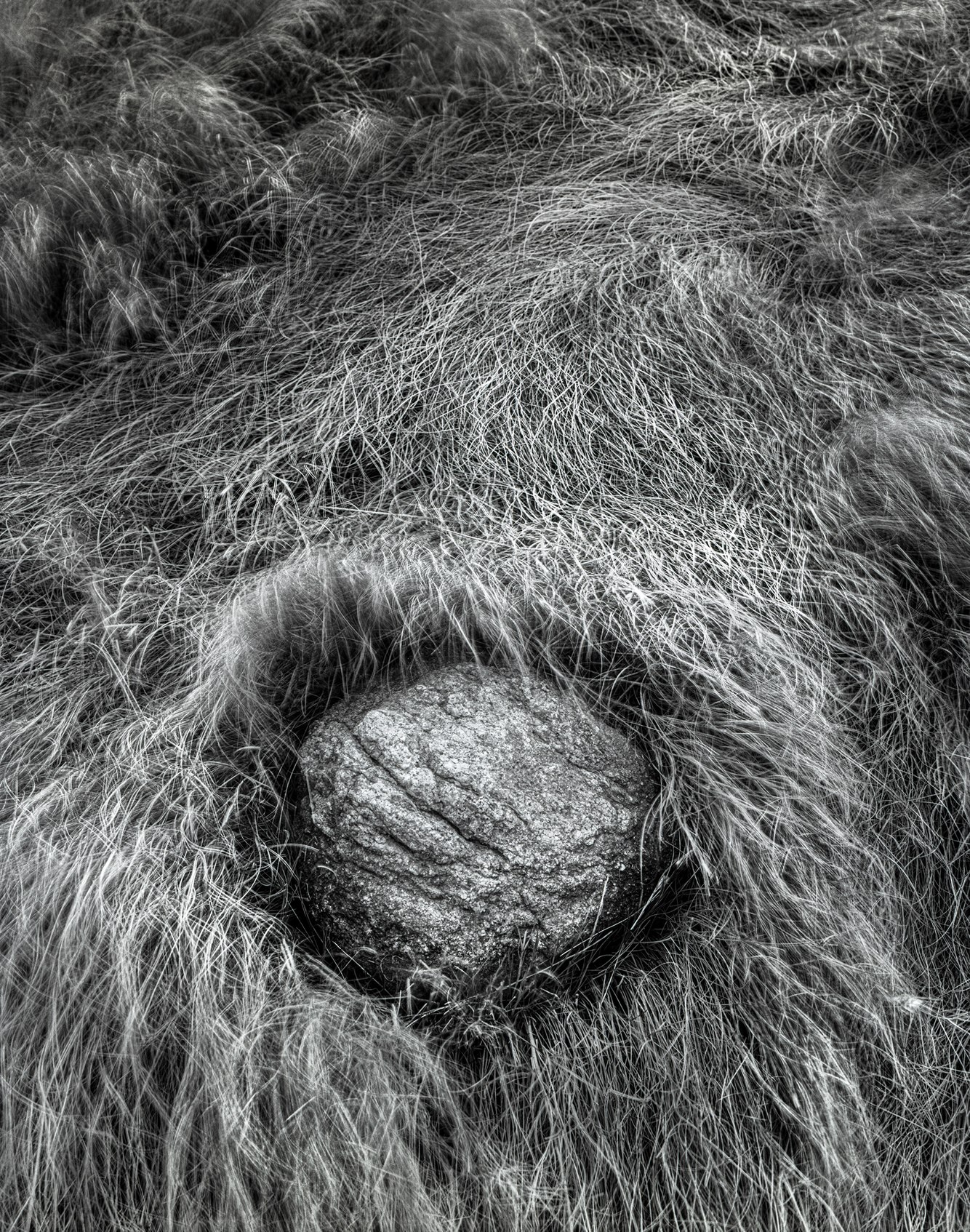 131. Marsh Grass and Glacial Erratic, Nauset Marsh, near Eastham, Massachusetts 8.1.2025.jpg