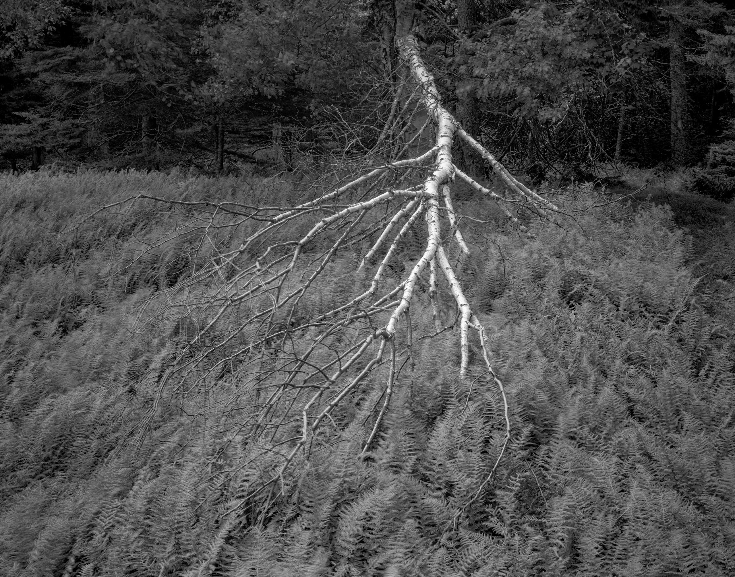 Fallen Birch, Isle Au Haut, Maine 