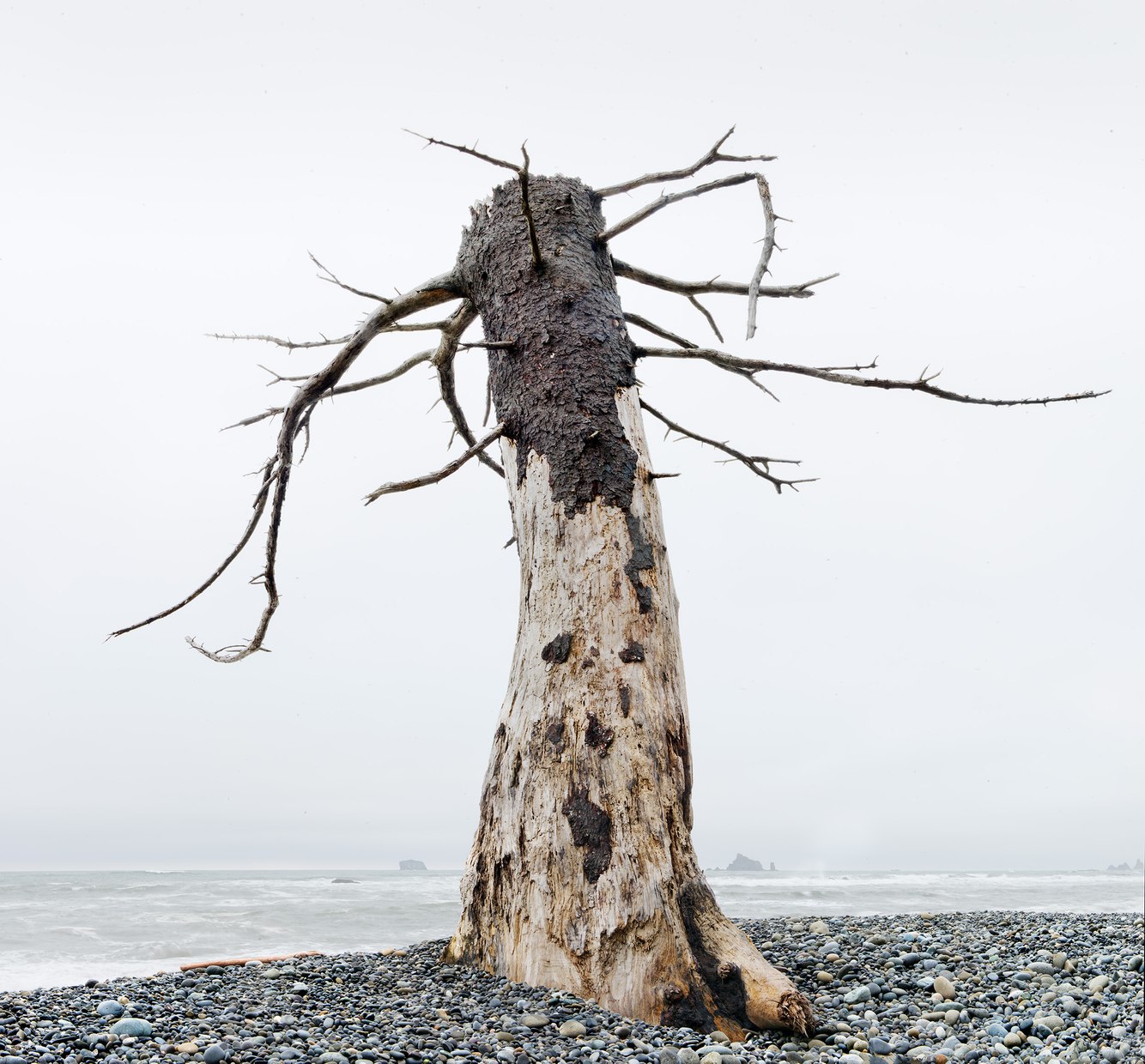 35. Tree Stump, Rialto Beach, Olympic Peninsula, Washington 1.9.2024.jpg