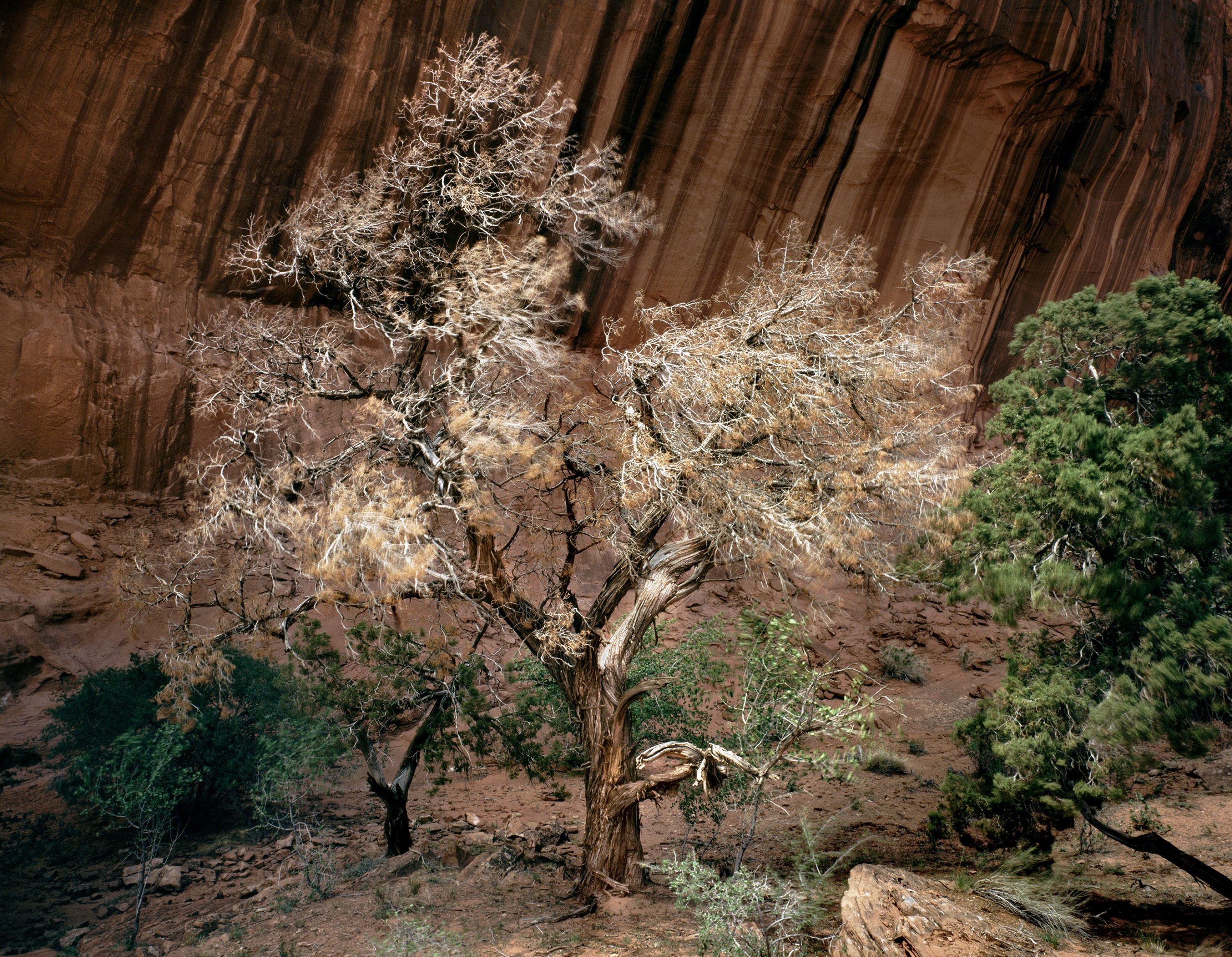 Dying Cedar, Monument Valley, Arizona