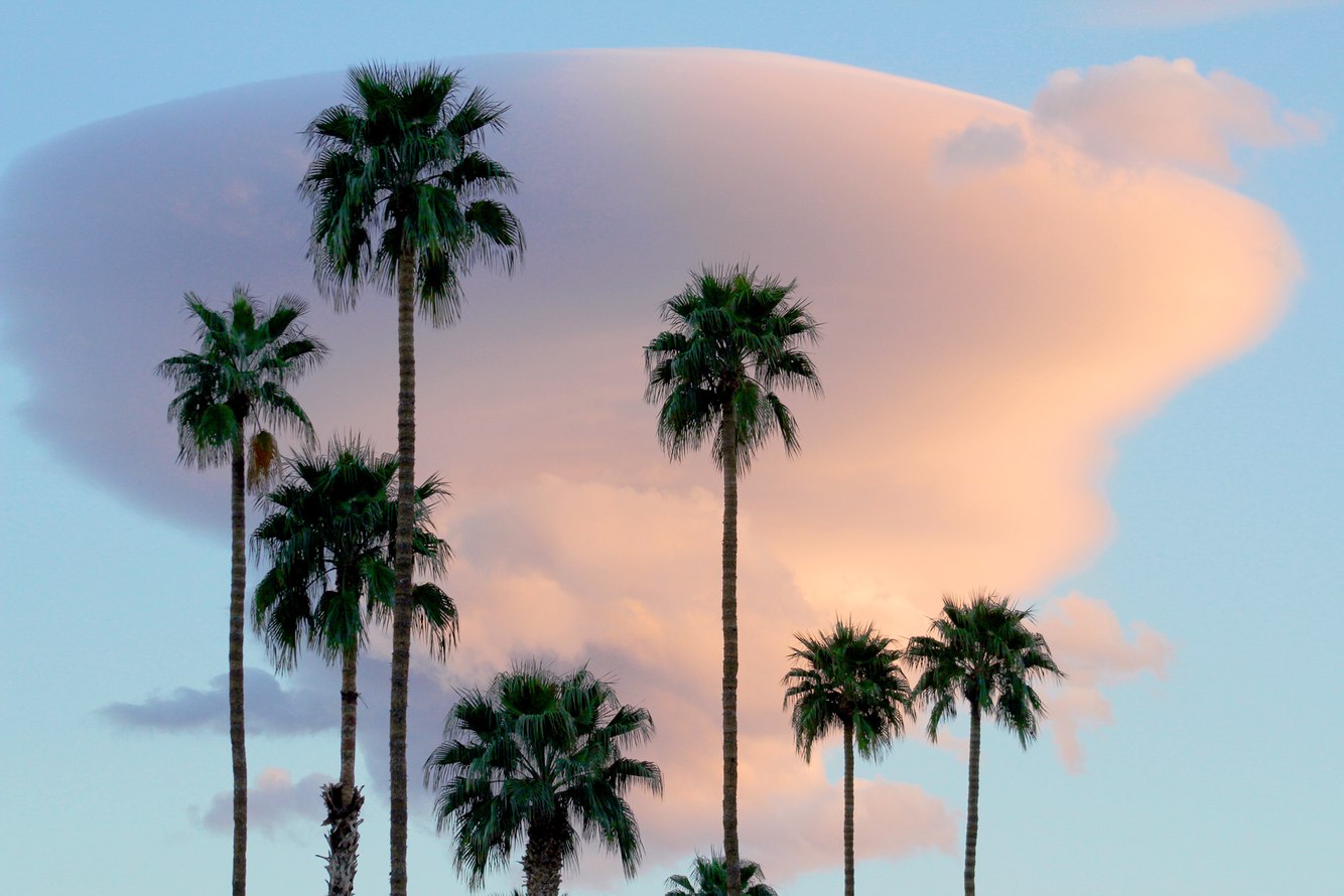 78. Palms and Thundercloud, Palm Springs, California 11.11.2024.jpg