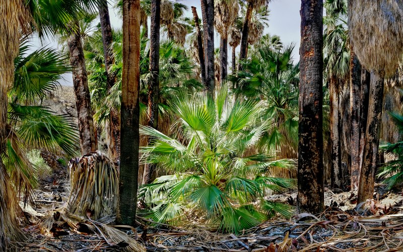 144. Young Palm, Palm Canyon, California DSC2160-72 Pano 2.15.2026.jpg