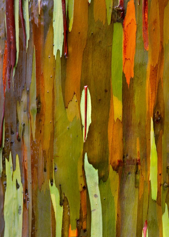 154. Rainbow Eucalyptus Bark, _6381, Keahoa Arboretum, Kauai, Hawaii 2.18.2025.jpg