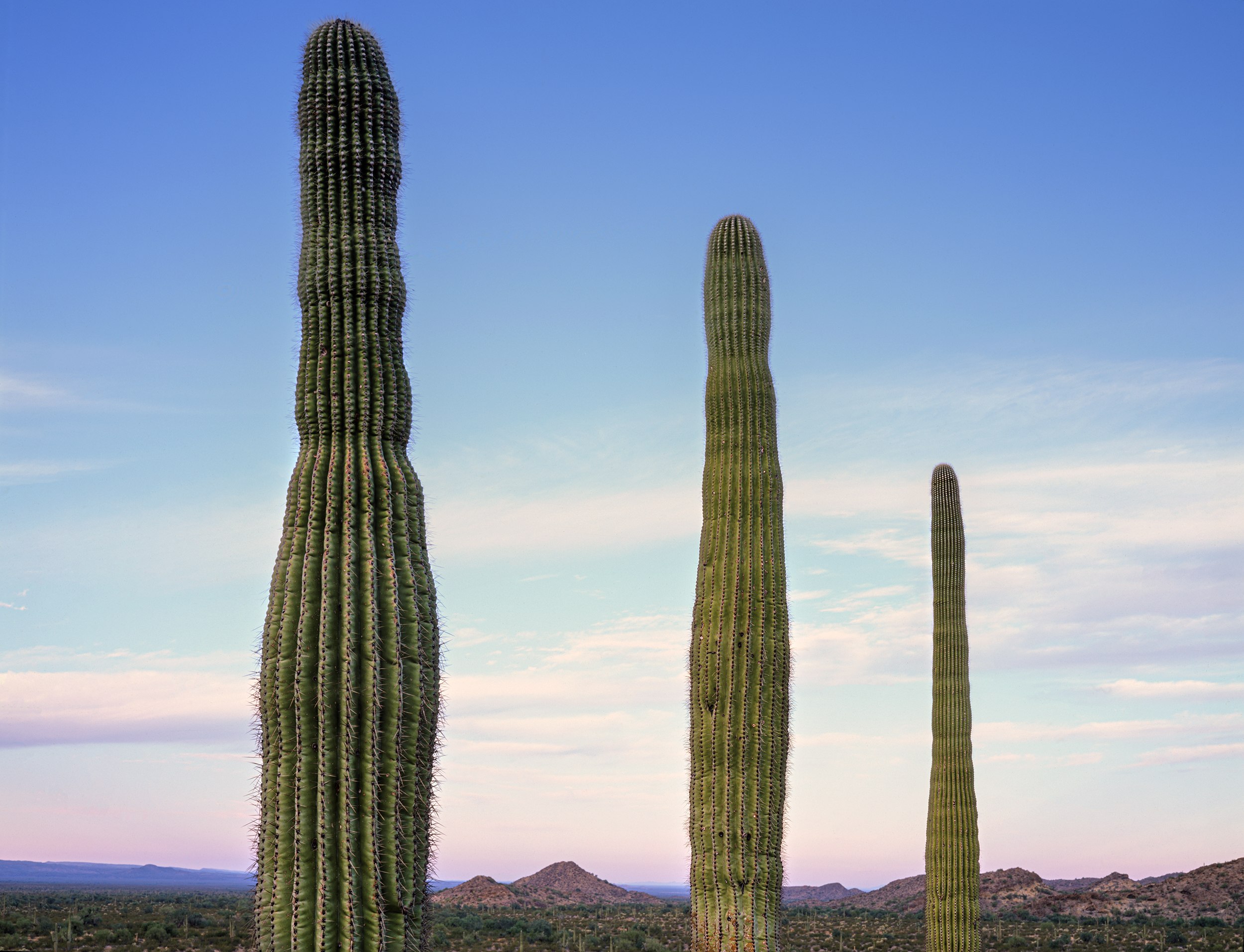 Saguaros, Crater Range, Arizona.jpg