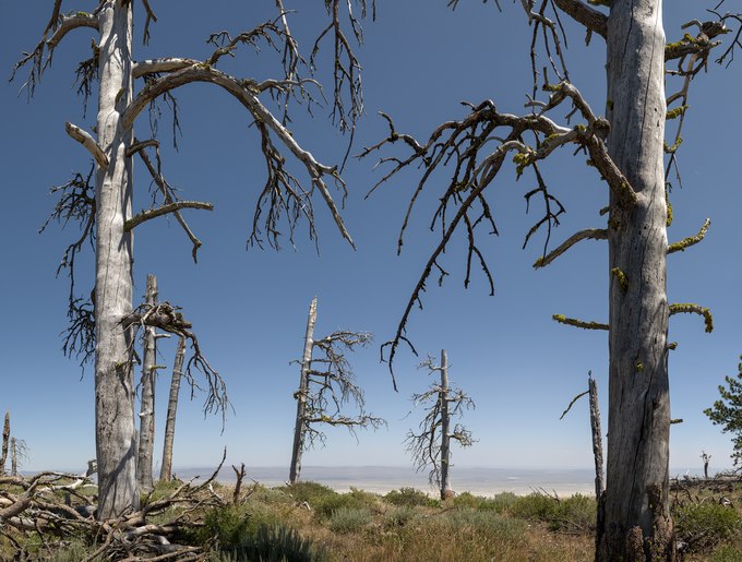 108. Decaying Ponderosas, Fremont Point, above Summer Lake, Oregon.jpg