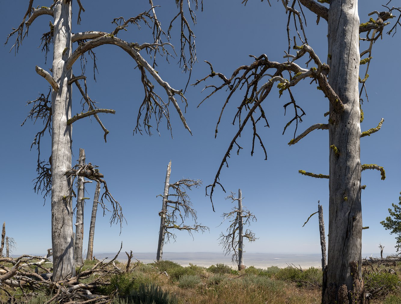 108. Decaying Ponderosas, Fremont Point, above Summer Lake, Oregon.jpg