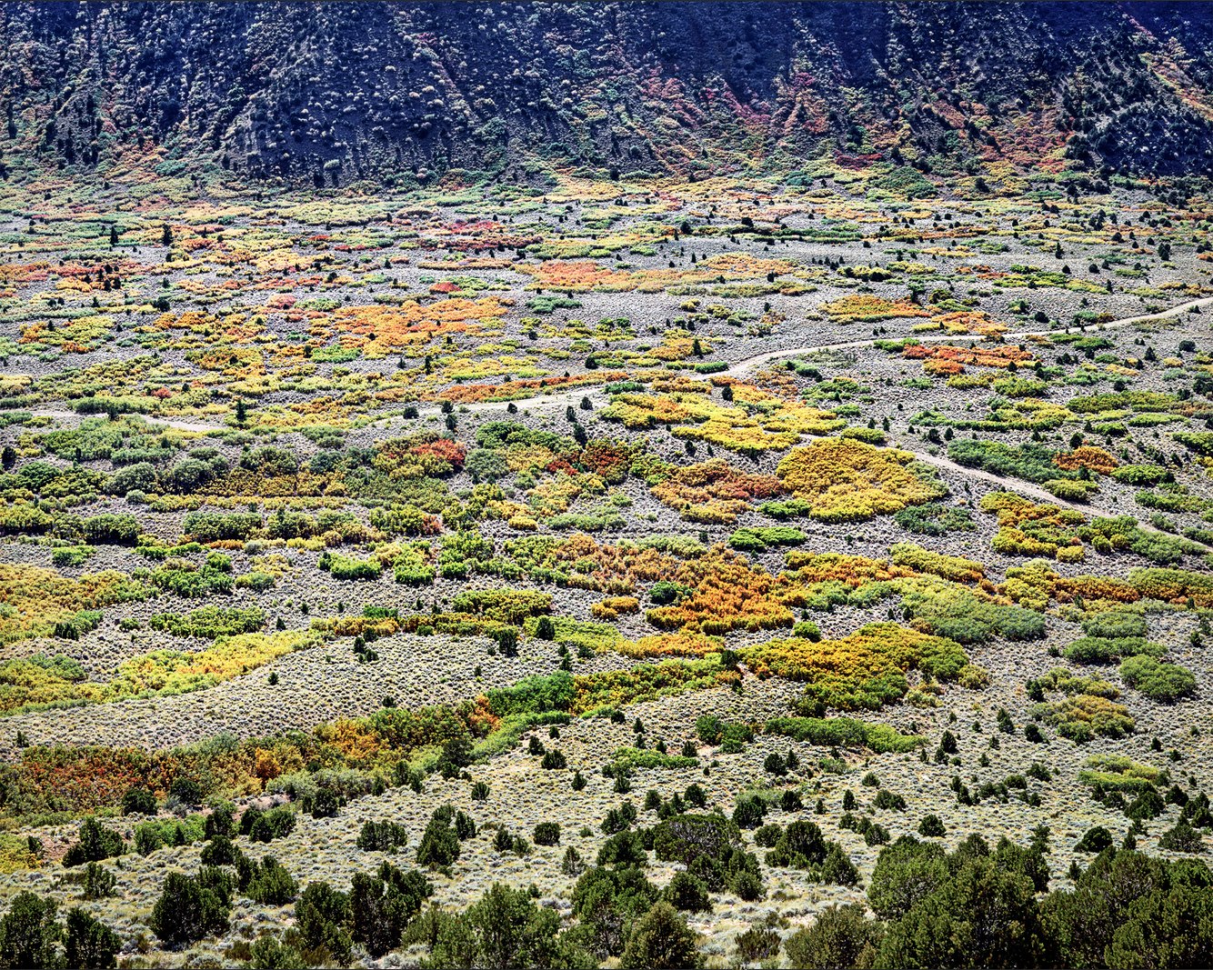 Scrub Oak and Pinon, Castle Valley, Utah.jpg