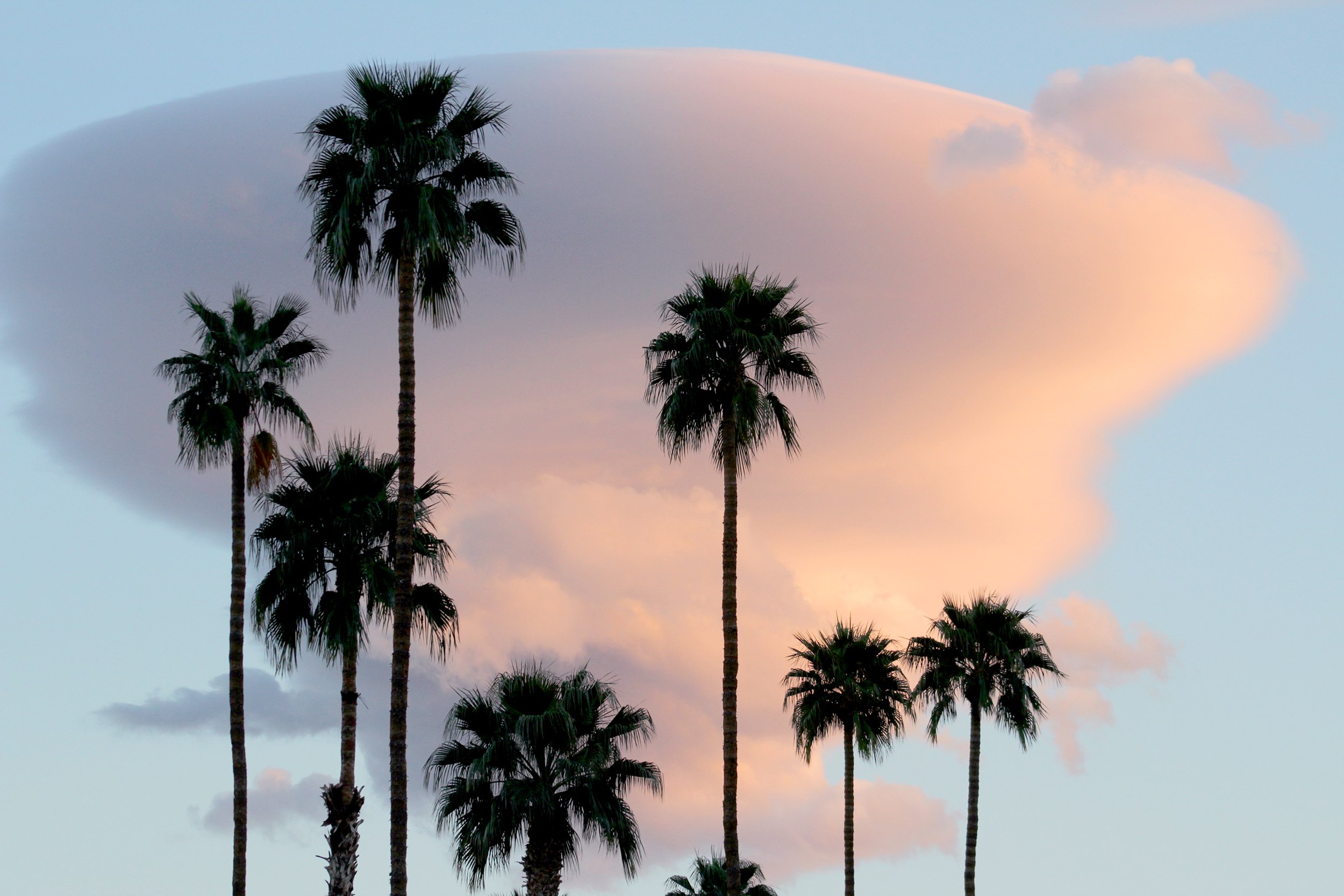 Palms and Thundercloud, Palm Springs, California 