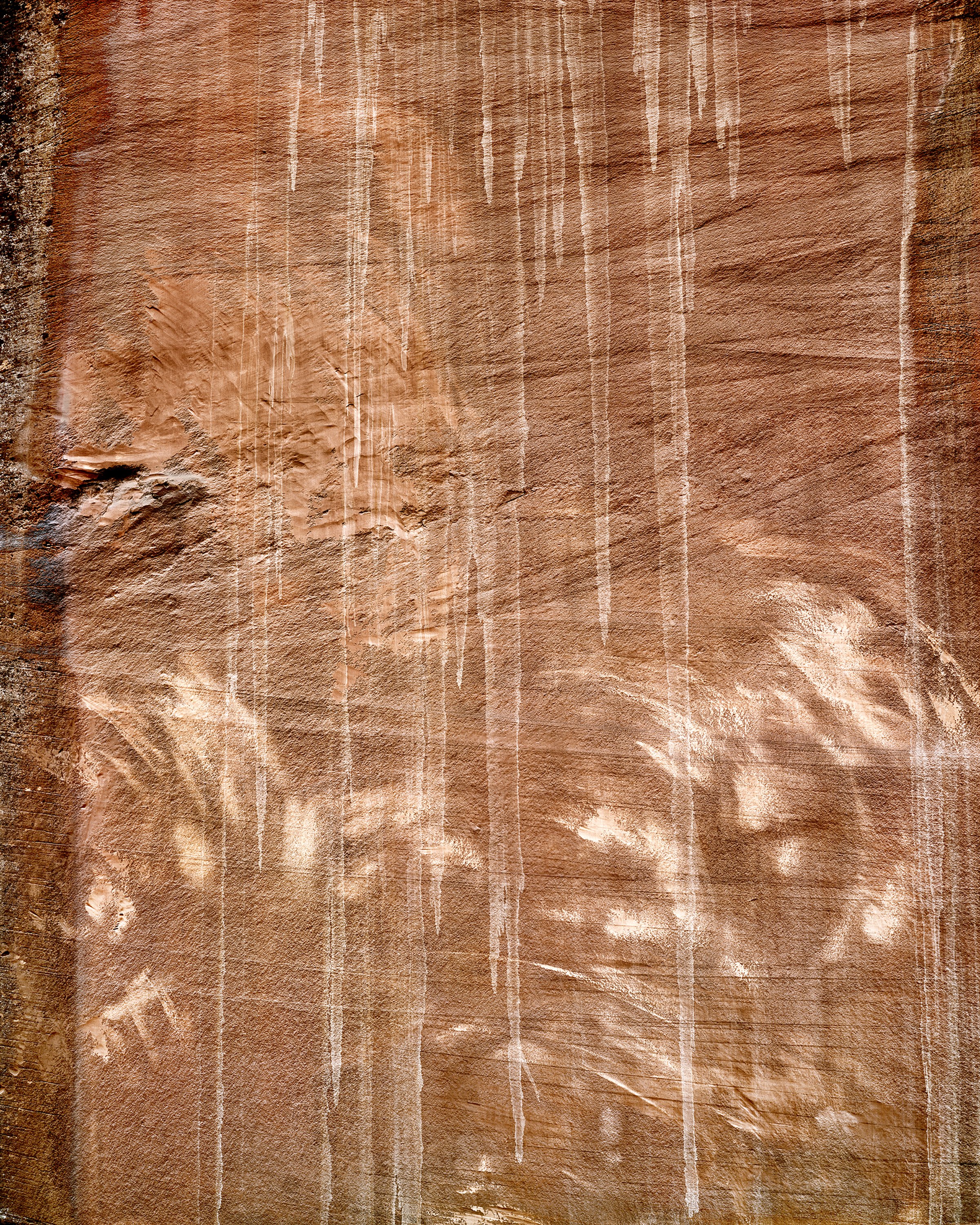 Tree Rubbings, Choprock Canyon, Escalante River, Utah