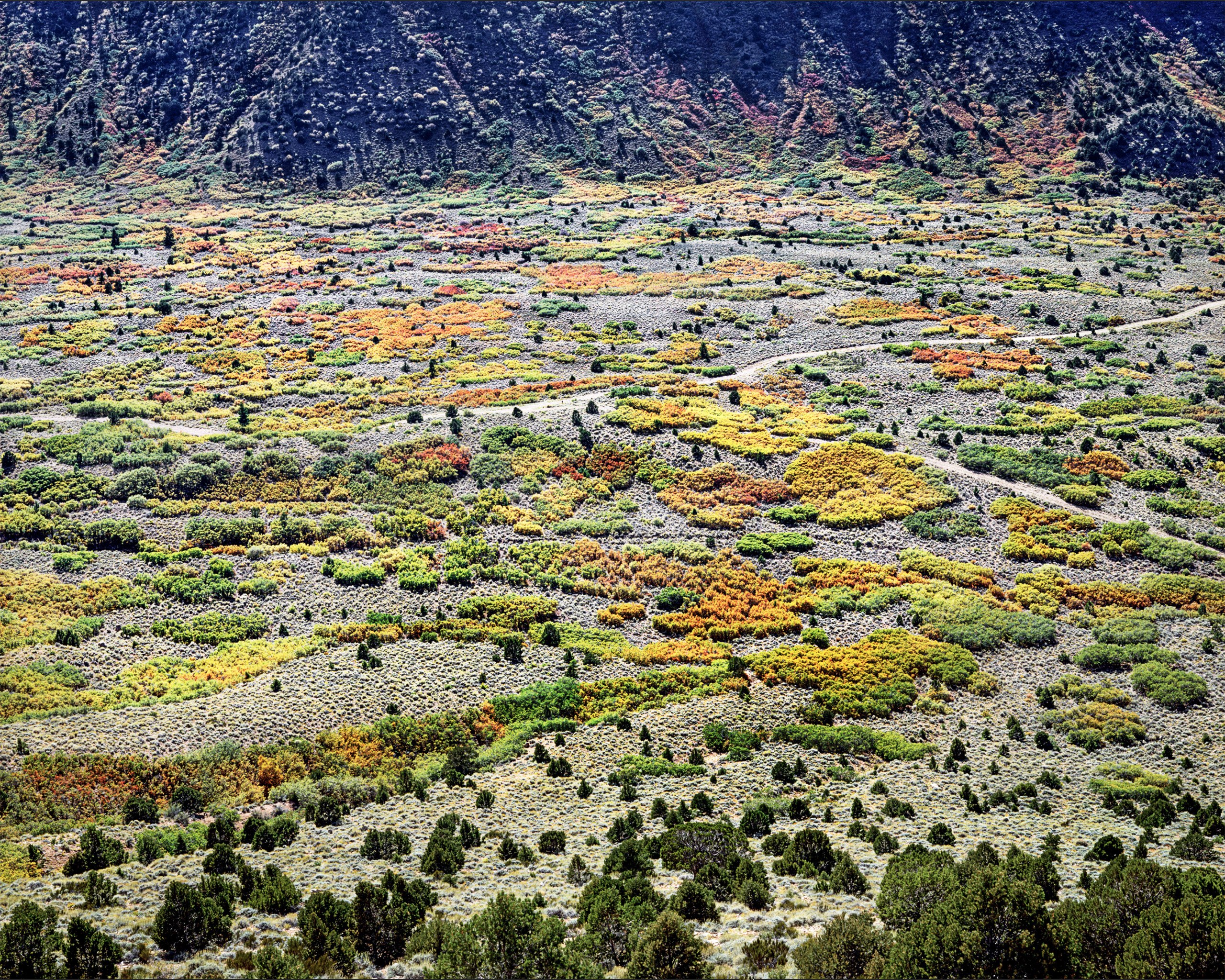 Scrub Oak and Pinon, Castle Valley, Utah