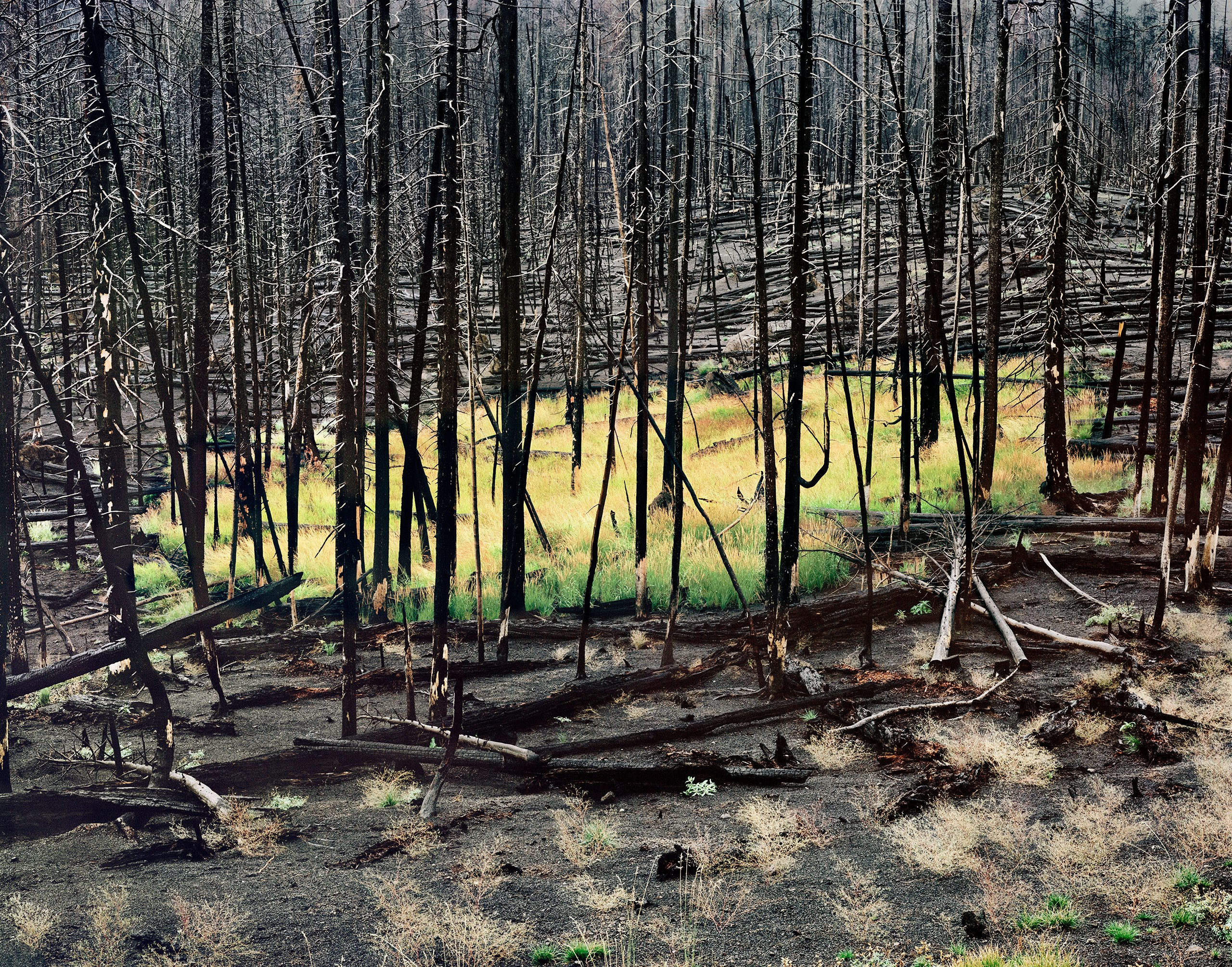 Two Years After The Fire, Yellowstone National Park, Wyoming