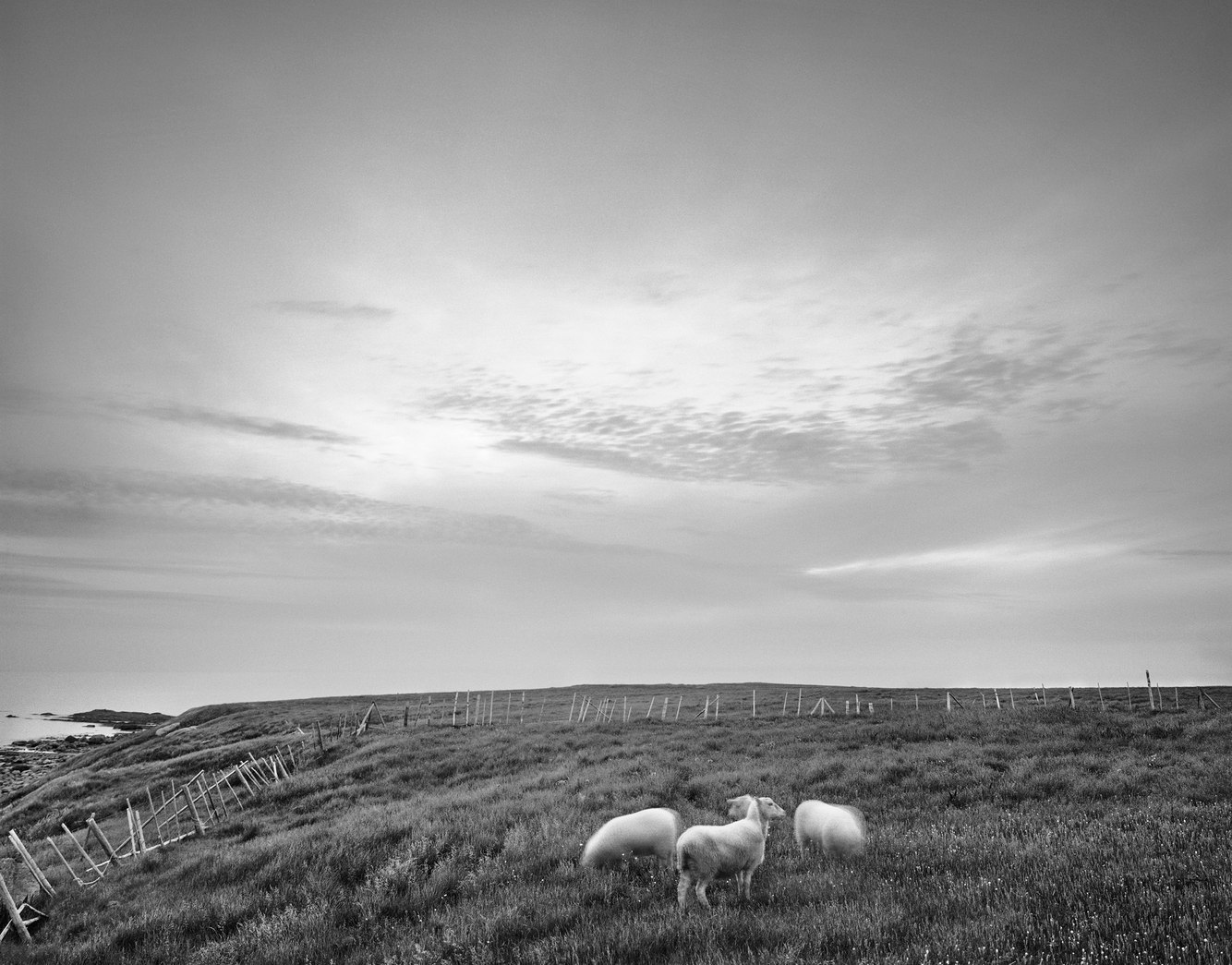 13. Grazing Sheep, Green Point, near Rocky Harbour, Newfoundland, Canada 8.22.2023.jpg