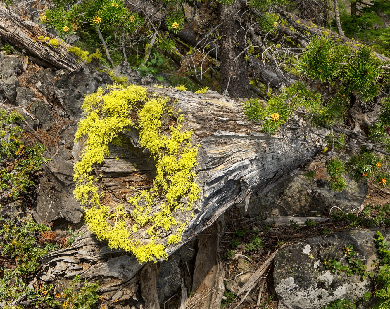 165. Wolf Lichen, Cut Timber, Paulina Lake, Oregon 6.26.2025.jpg