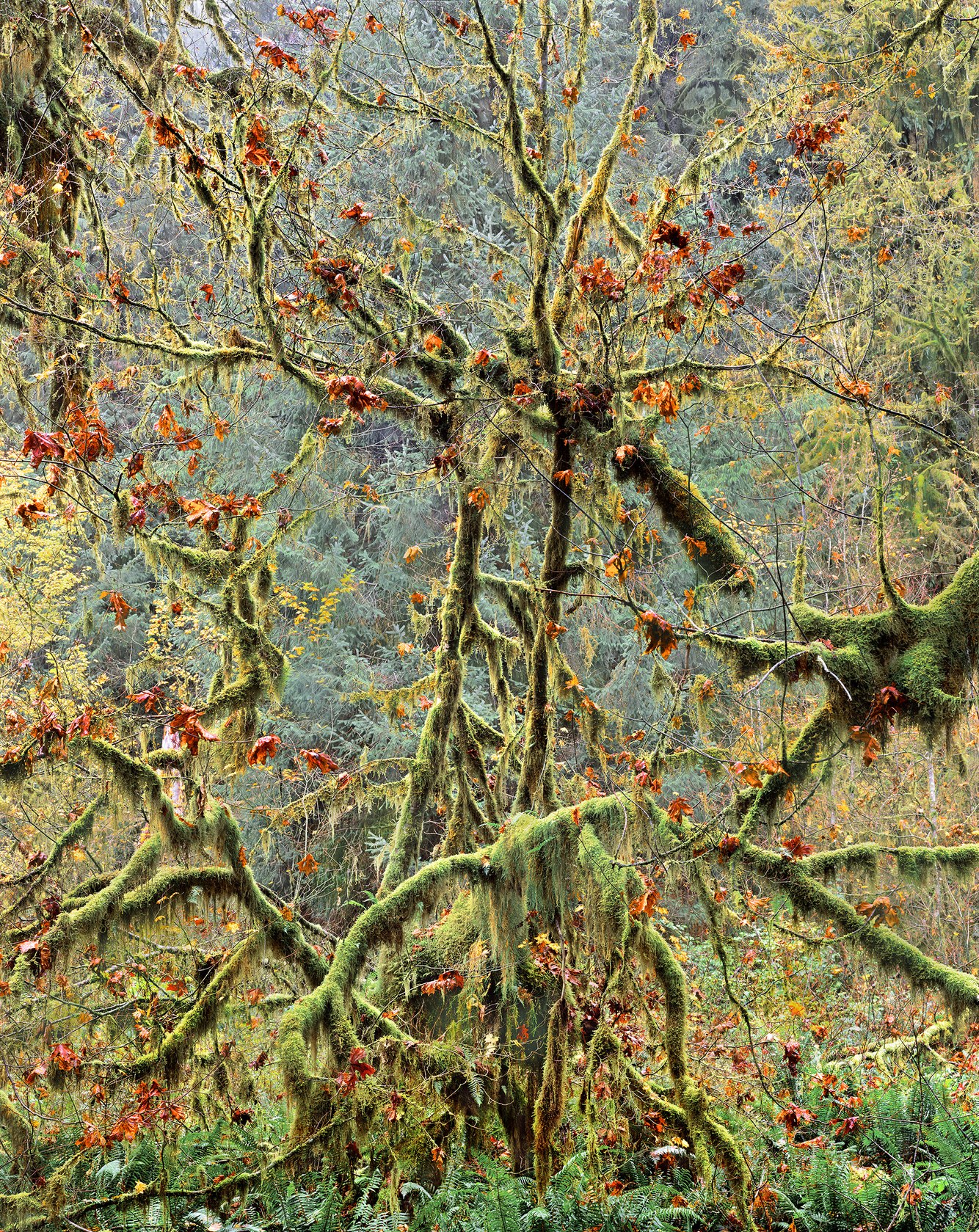 133. Dying Vine Maple with Hanging Mosses, Hoh Rainforest, Washington 11.29.2024.jpg