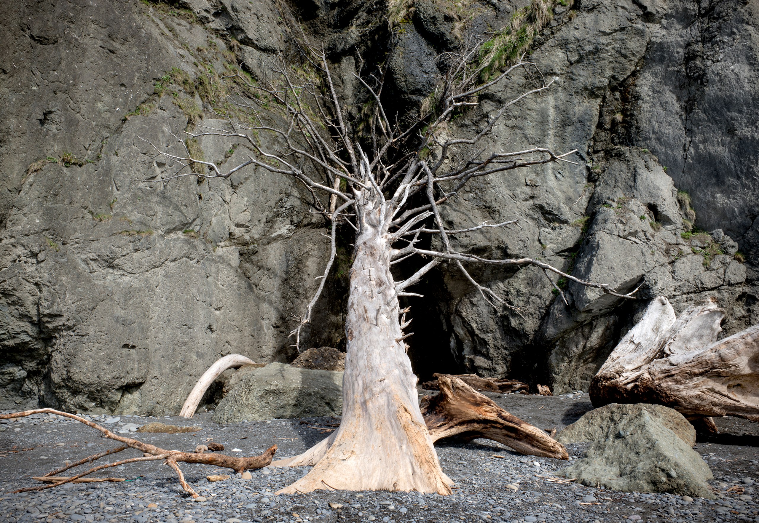 Fallen Tree, Ruby Beach, Olympic Penninsula, Washington
