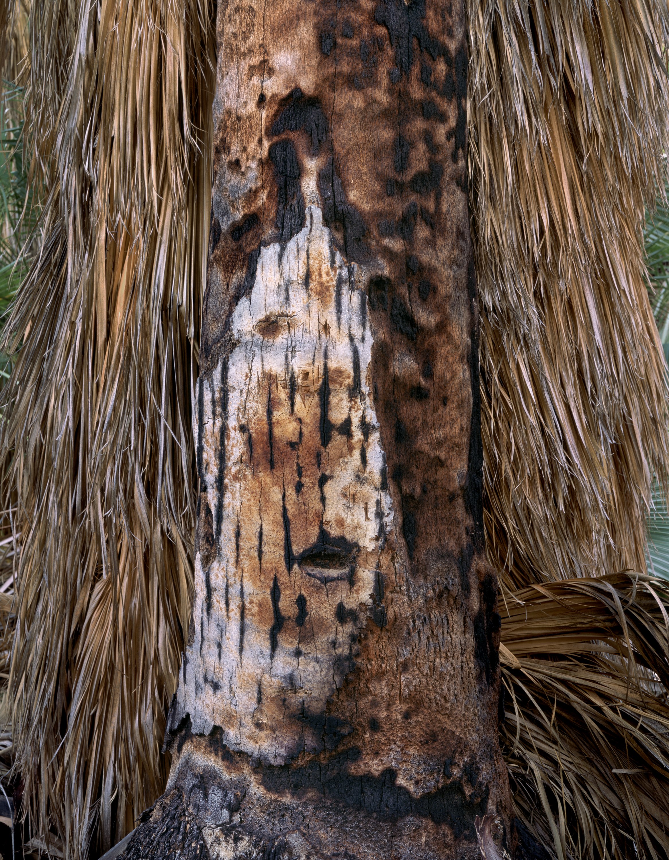Scorched Trunk, Palm Canyon, near Palm Springs, California