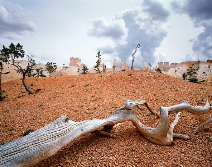 169. Bristlecone Pines, Bryce Canyon, Utah 6.23.2026.jpg