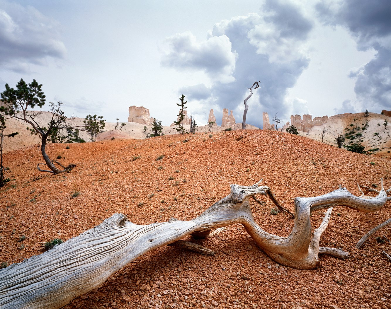 169. Bristlecone Pines, Bryce Canyon, Utah 6.23.2026.jpg