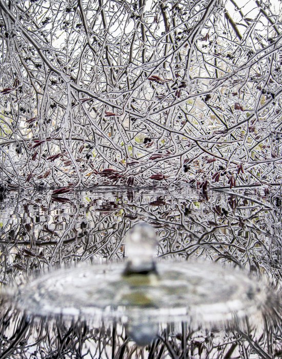 141. Water Drop, Ice Storm, Falmouth, Maine 1.25.2026.jpg