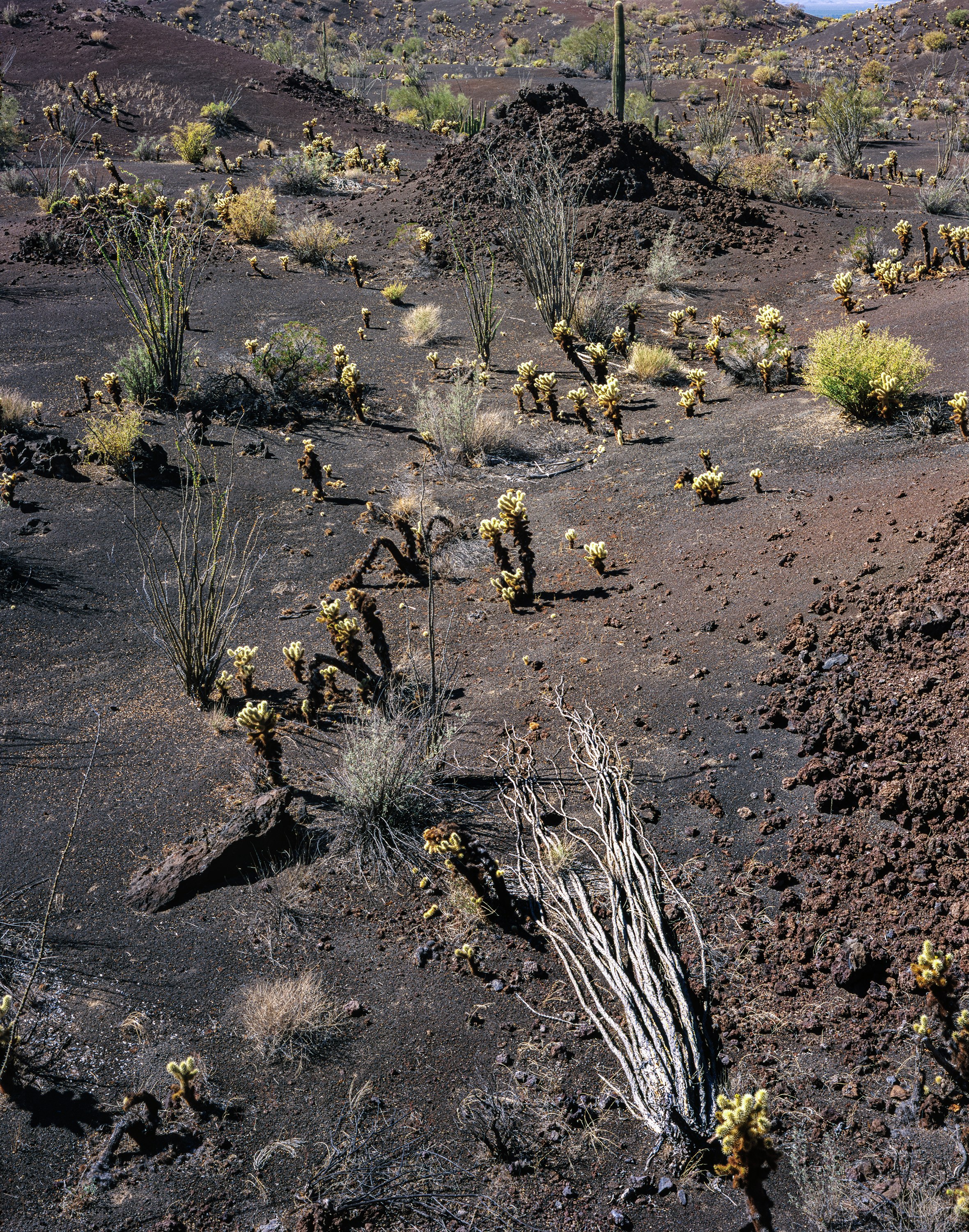 Lava Field, El Pinacate, Sonoran Desert, Mexico
