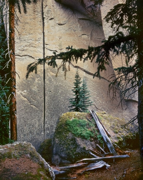 163. Tuff Formation, Engelmann Spruce, Wheeler Geologic Area, near Creede, Colorado 5.20.2026.jpg