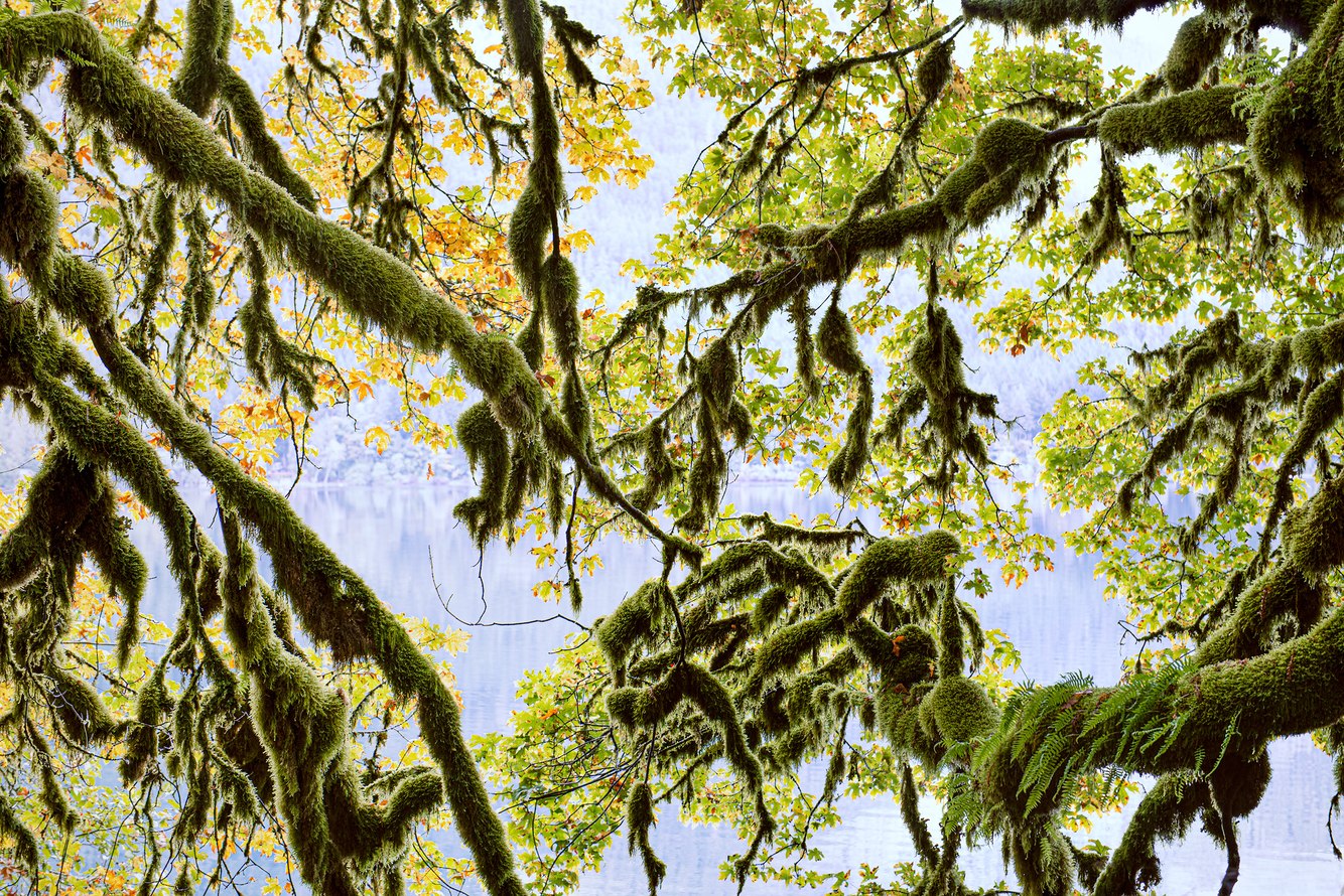 156. Moss-Covered Branches, Lake Crescent, Olympic Peninsula, Washington 3.25.2025.jpg