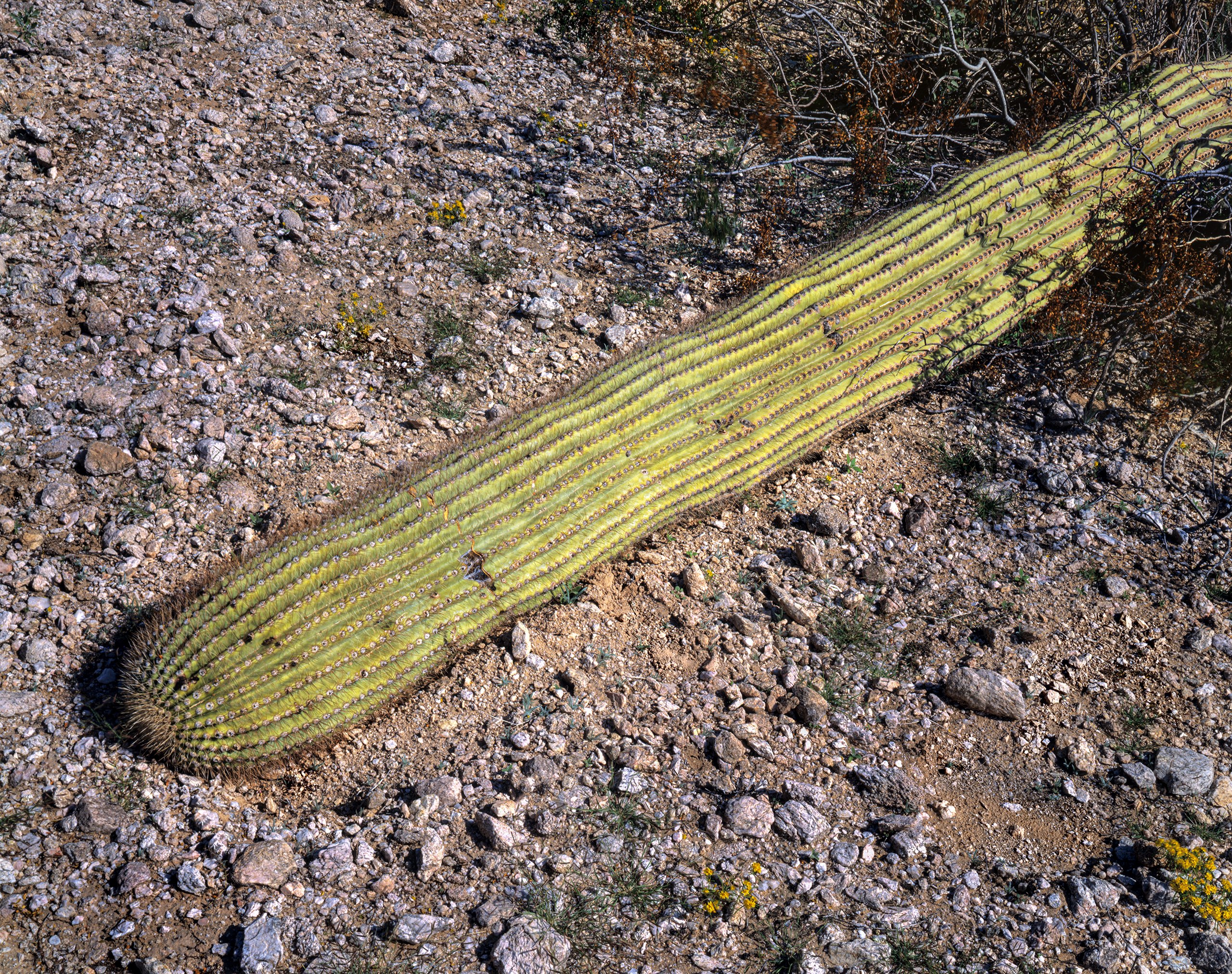 Fallen Saguaro, near Tule Tank, Cabeza Prieta Wilderness, Arizona