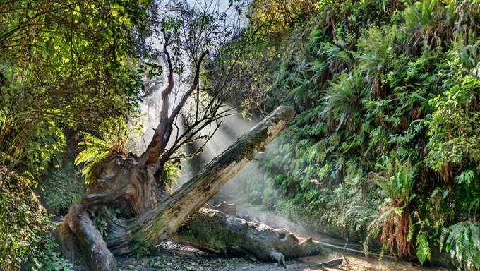 176. Fern Canyon, Gold Beach, California 9.29.2026 copy.jpeg