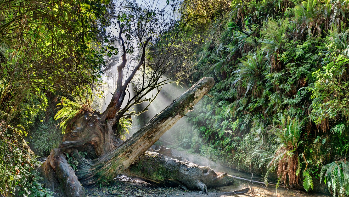 176. Fern Canyon, Gold Beach, California 9.29.2026 copy.jpeg