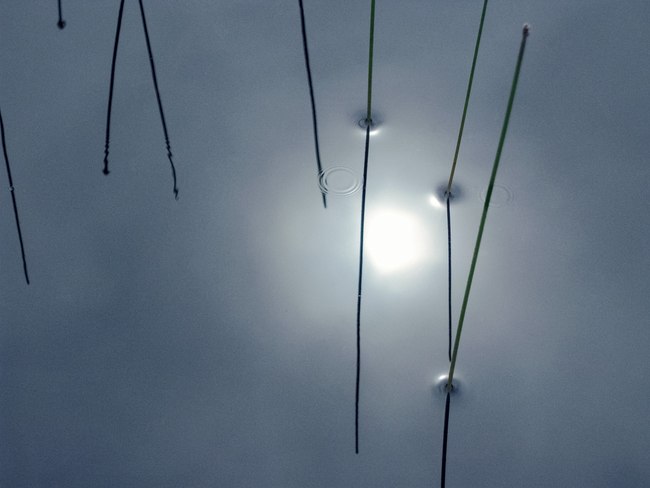 159. Rushes, near Rose Blanche, Newfoundland, Canada 3.22.2026.jpg