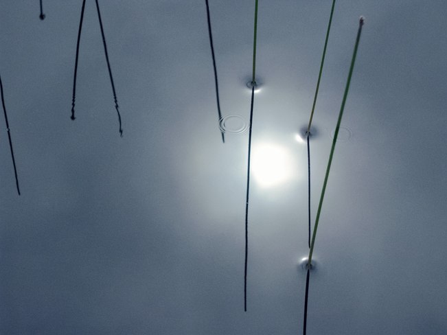 159. Rushes, near Rose Blanche, Newfoundland, Canada 3.22.2026.jpg
