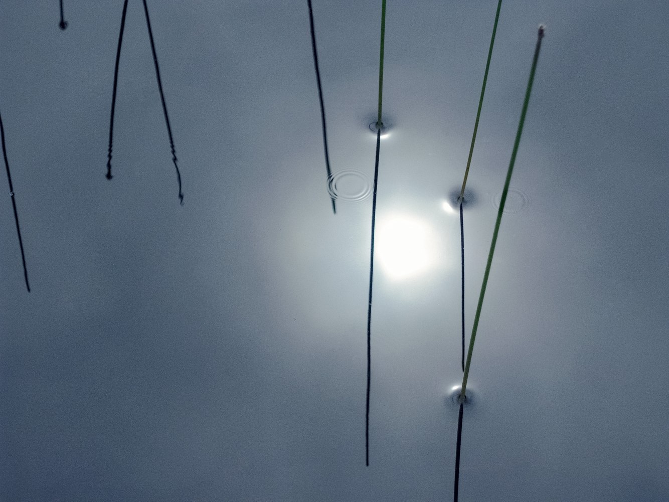 159. Rushes, near Rose Blanche, Newfoundland, Canada 3.22.2026.jpg