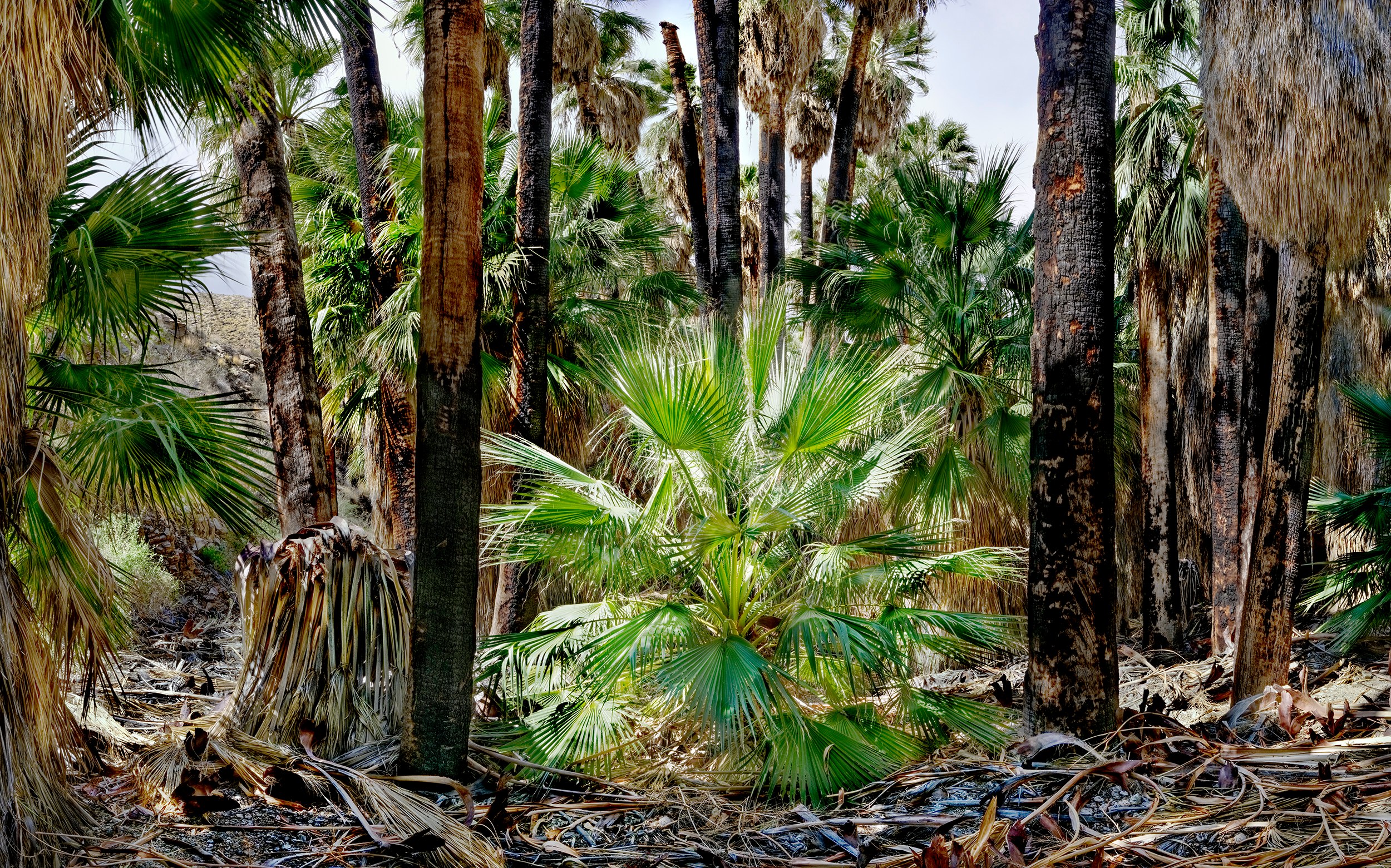 Young Palm, Palm Canyon, California 