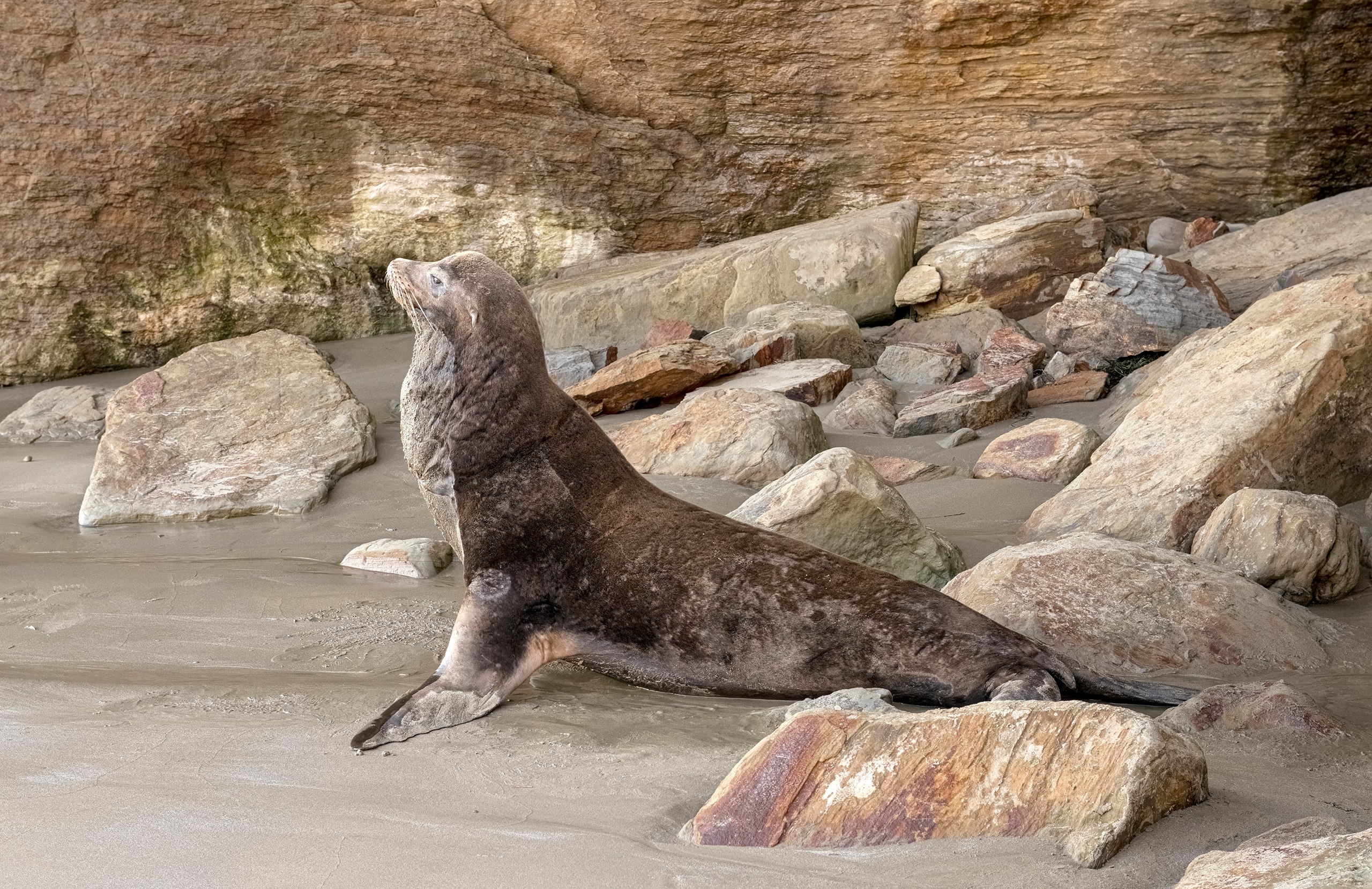 Seal, Ecola Beach, Oregon