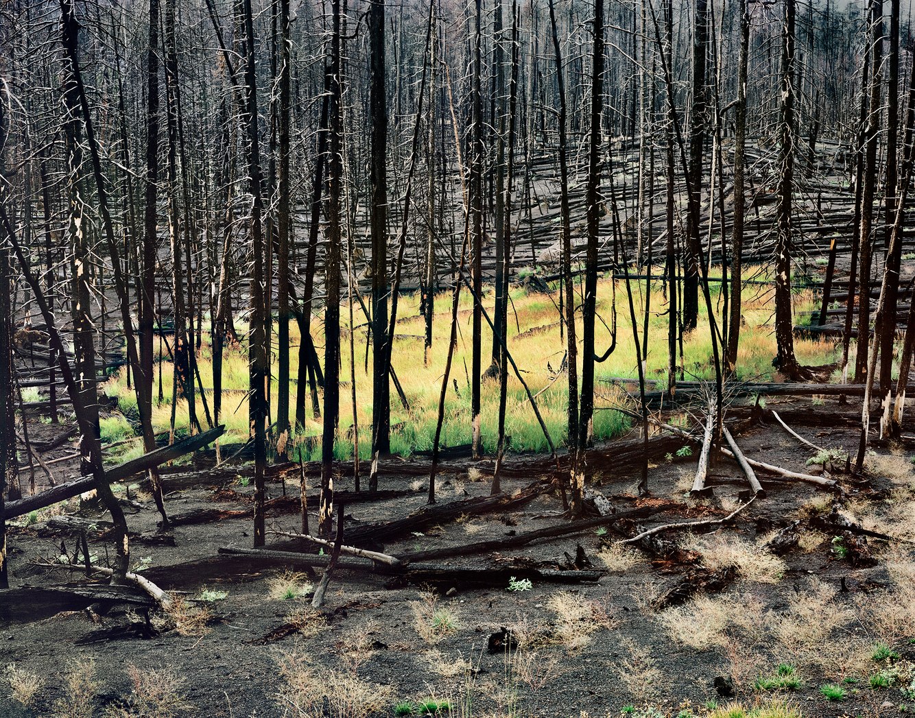 Two Years After The Fire, Yellowstone National Park, Wyoming.jpg