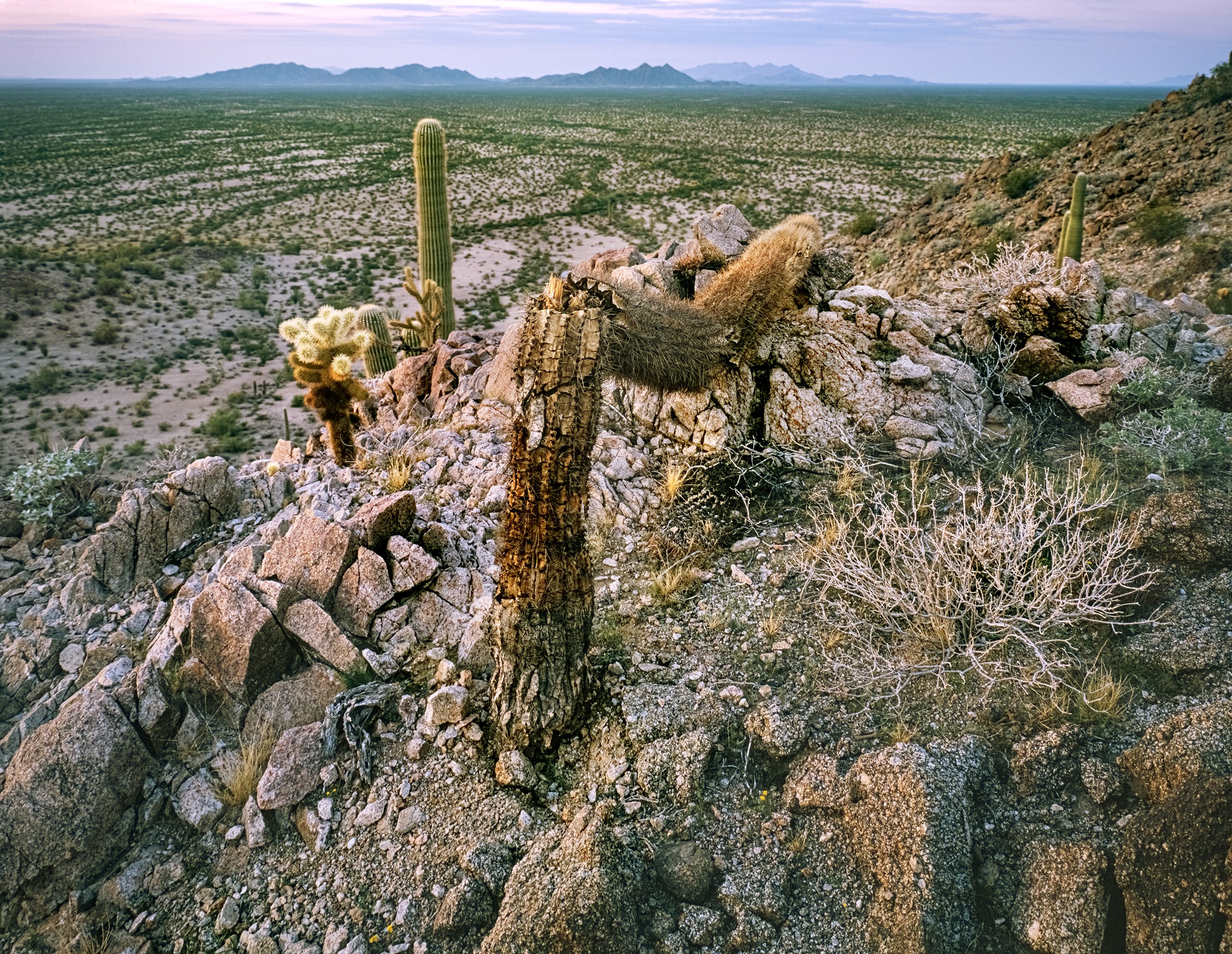 Decayed Saguaro, above Cholla Pass, Growler Valley, Arizona 