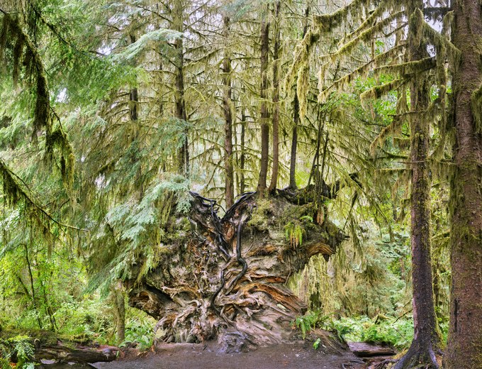 75. Fallen Western Hemlock, Hoh Rainforest, Olympic Peninsula, Washington 10.17.2024.jpg