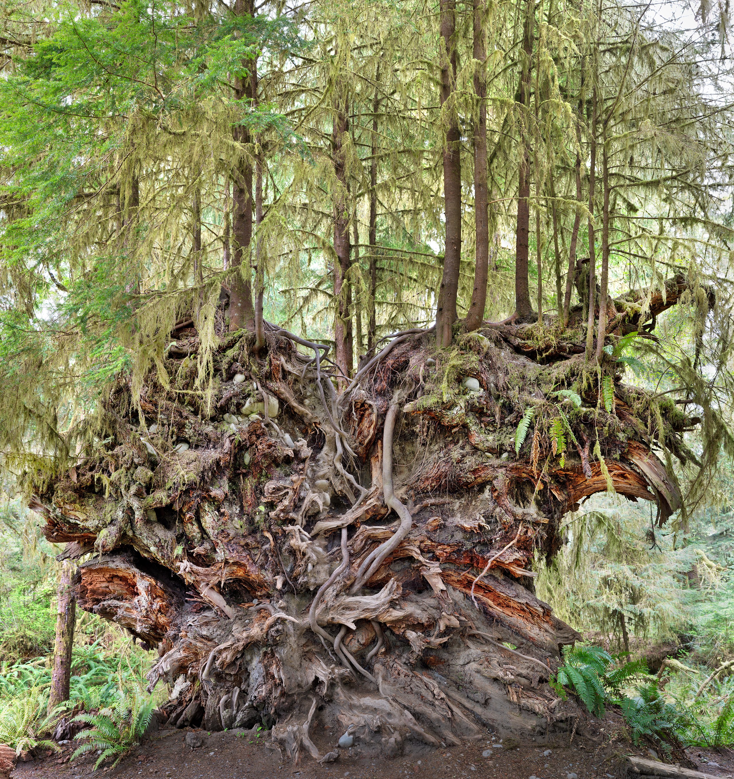 Roots, Fallen Hemlock, Hoh Rainforest, Olympic National Park, Washington