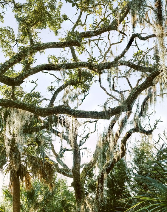 90. Live Oaks and Spanish Moss, Spring Island, South Carolina 2.5.2025.jpg