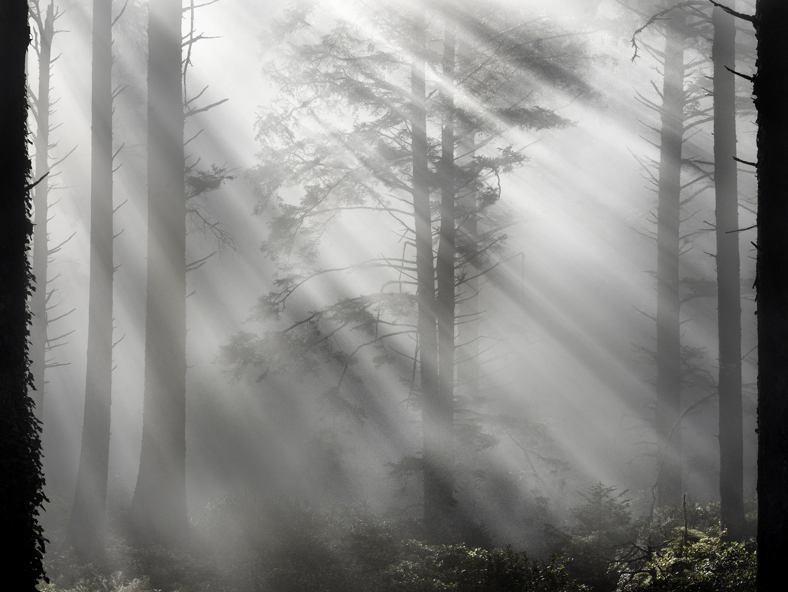 Sitka Spruce and Western Hemlock in Fog, Cape Lookout Beach, Oregon