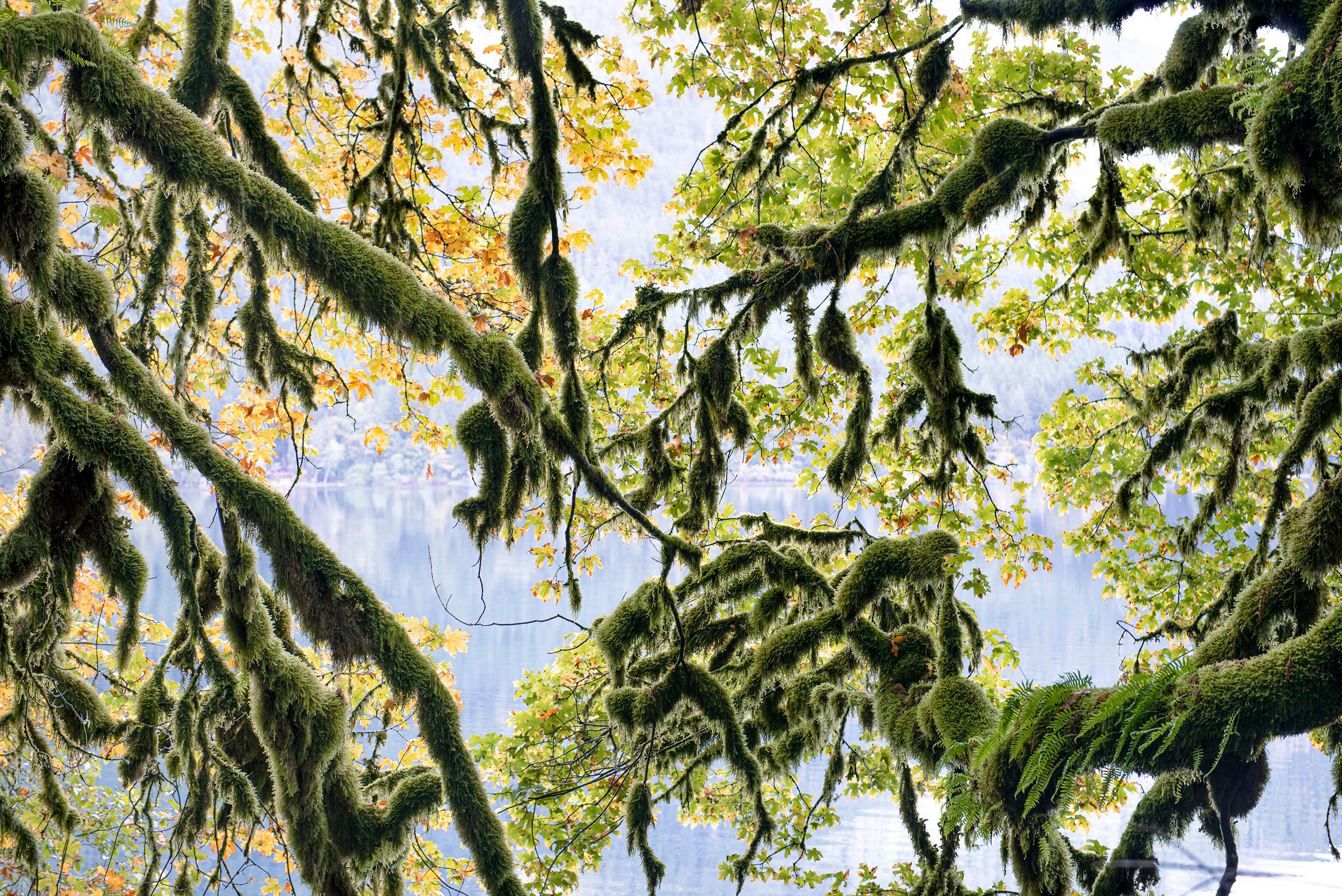 Moss-Covered Branches, Lake Crescent, Olympic Penninsula, Washington 